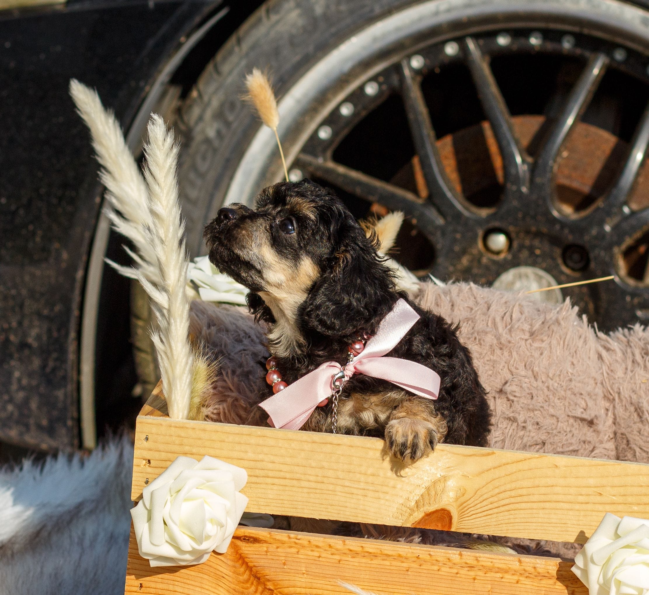 Bella – Poodle - Toy  puppy for sale in Lafayette, LA