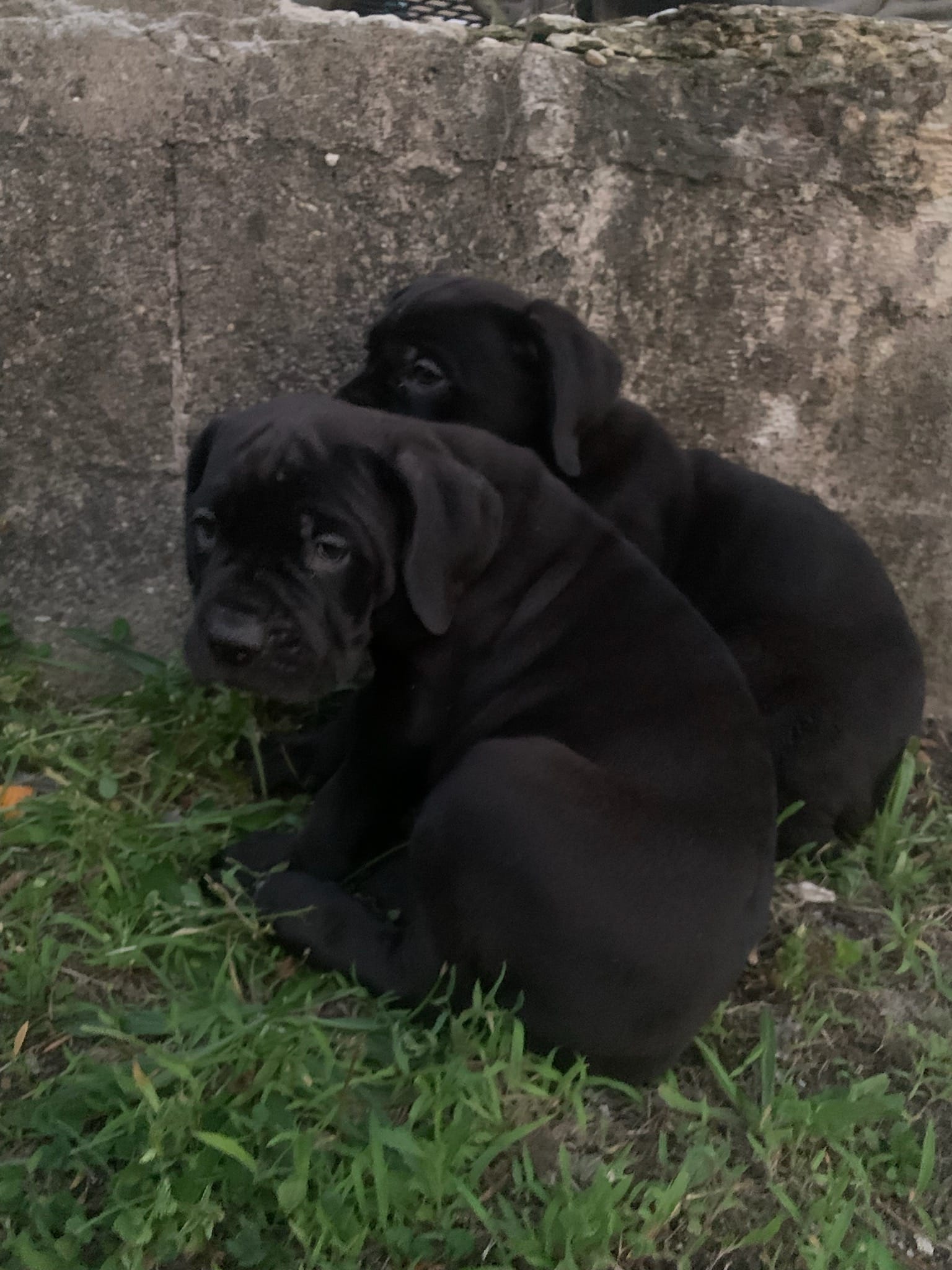 Pup2 – Cane Corso puppy for sale in Toms River, NJ