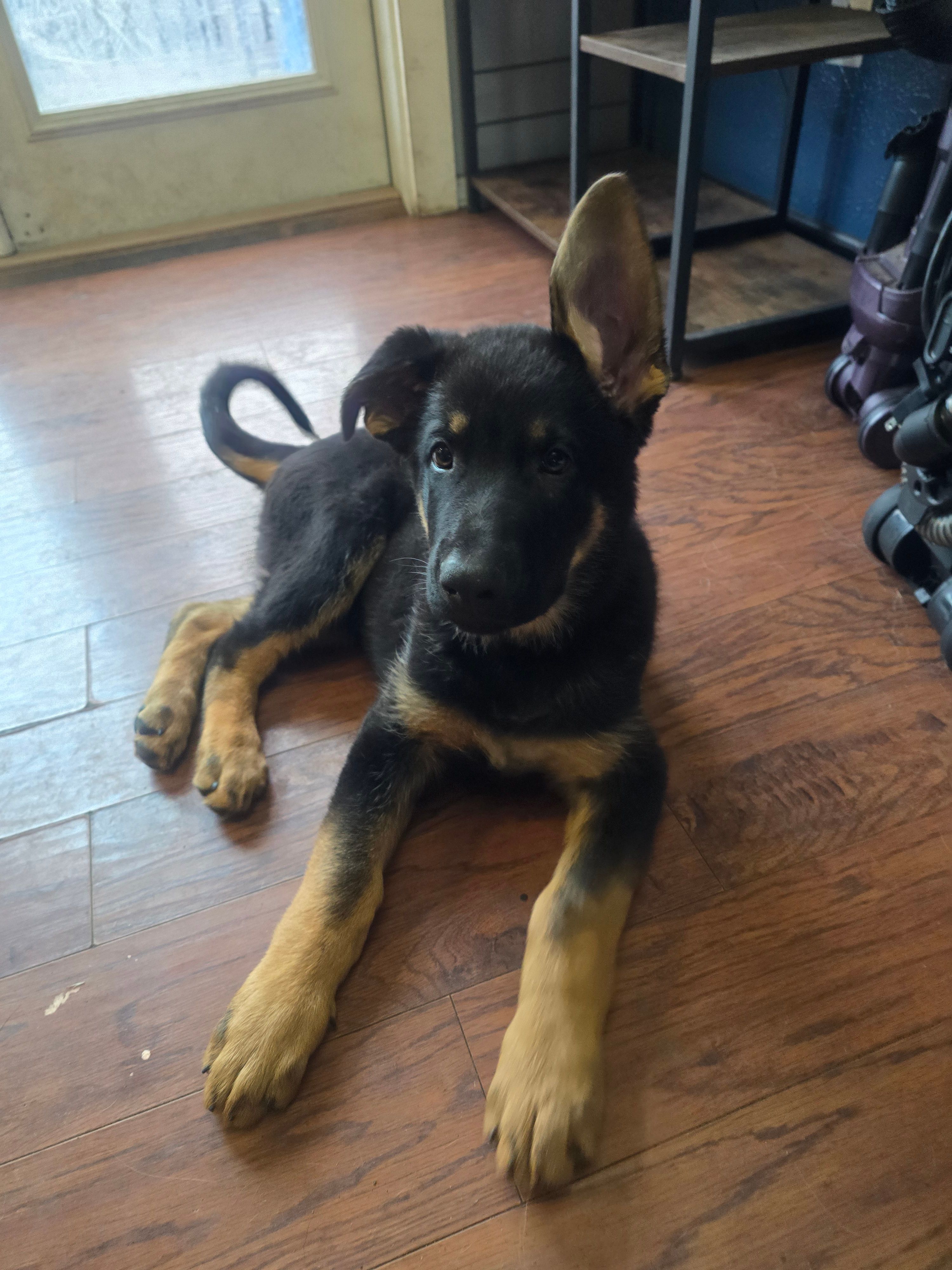 Leo(Grey collar) – German Shepherd Dog puppy for sale in Rochester, WA