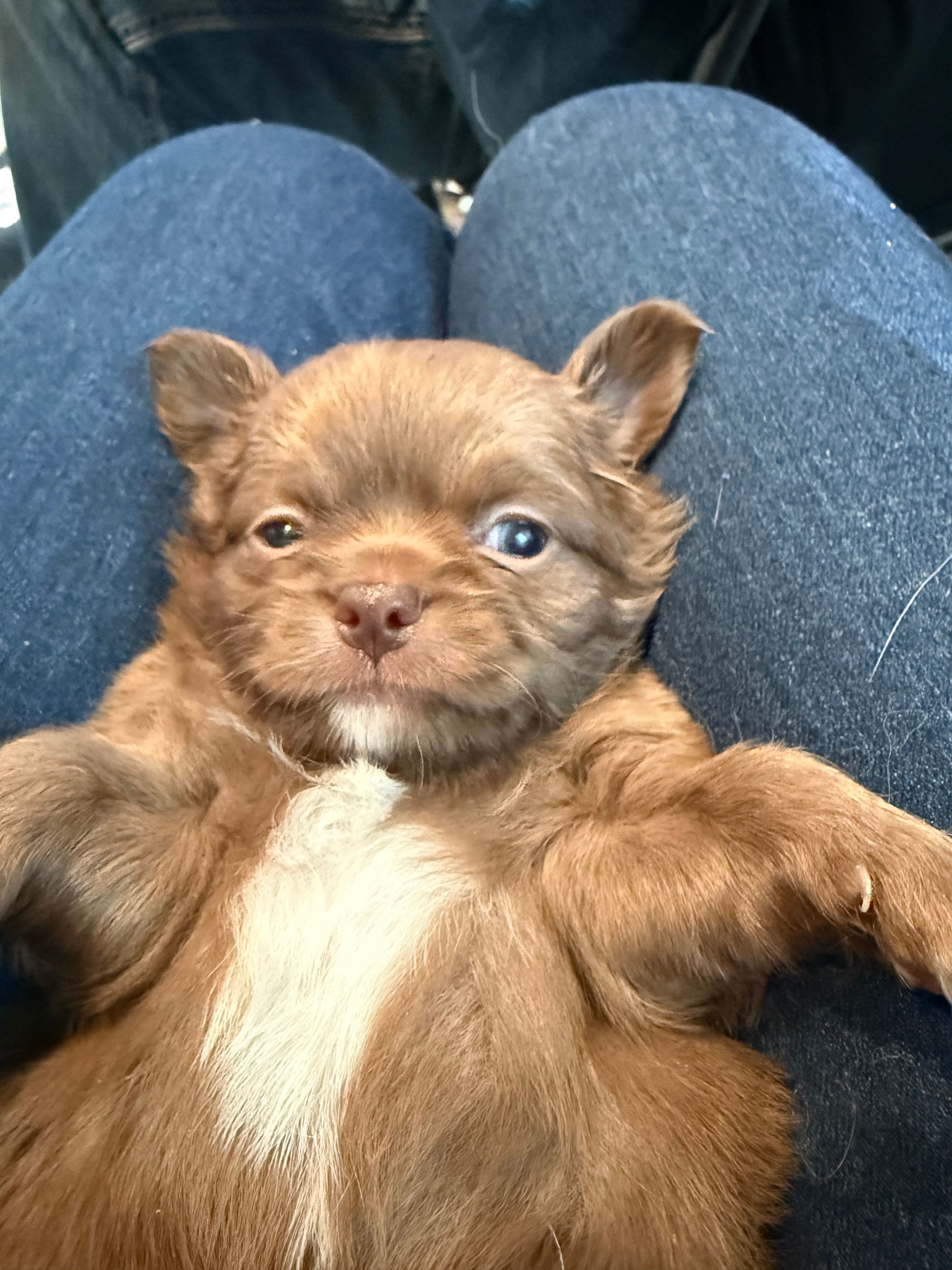 Bjorn – Chihuahua puppy for sale in Lorain, OH