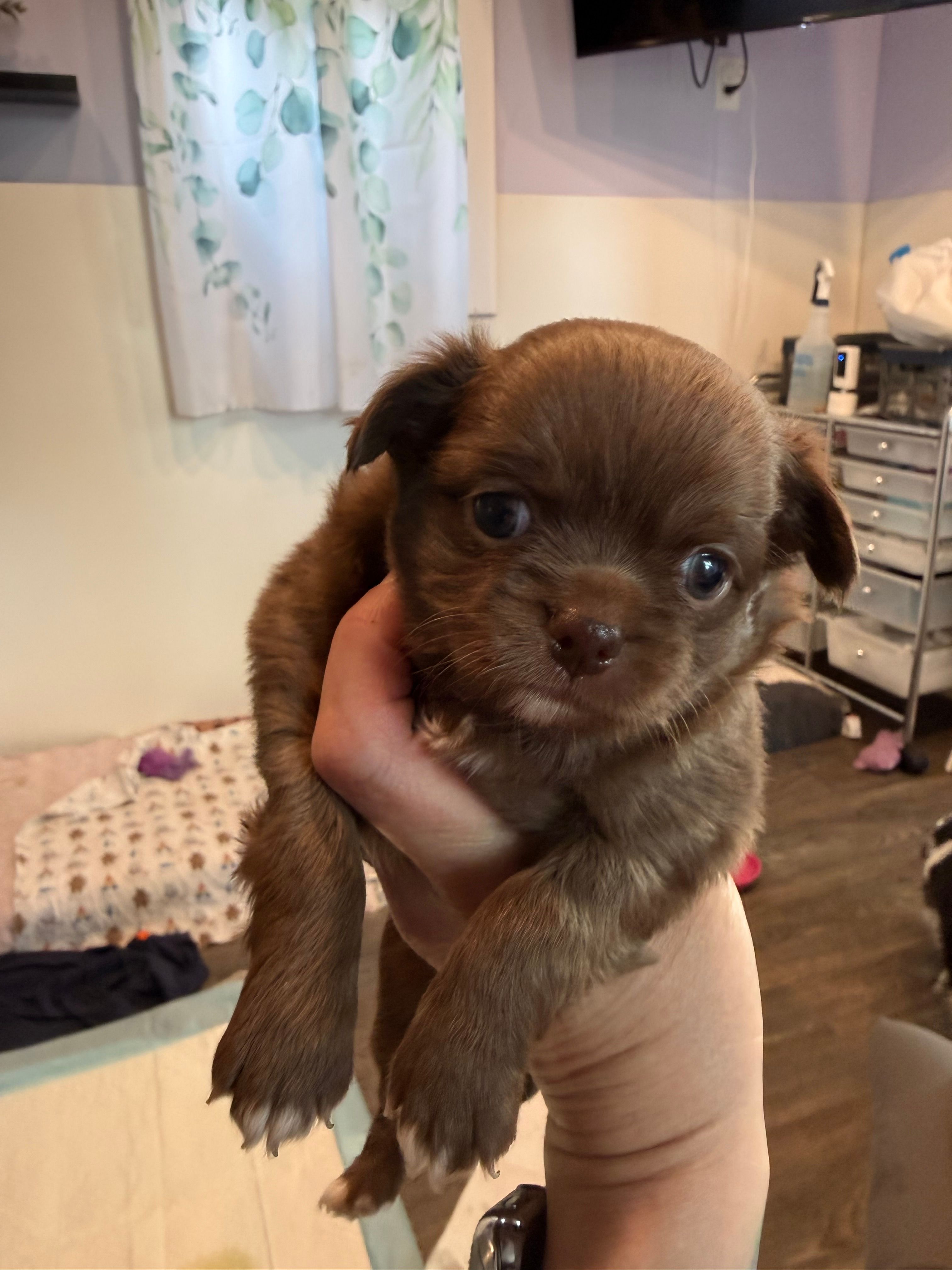 Bjorn – Chihuahua puppy for sale in Lorain, OH