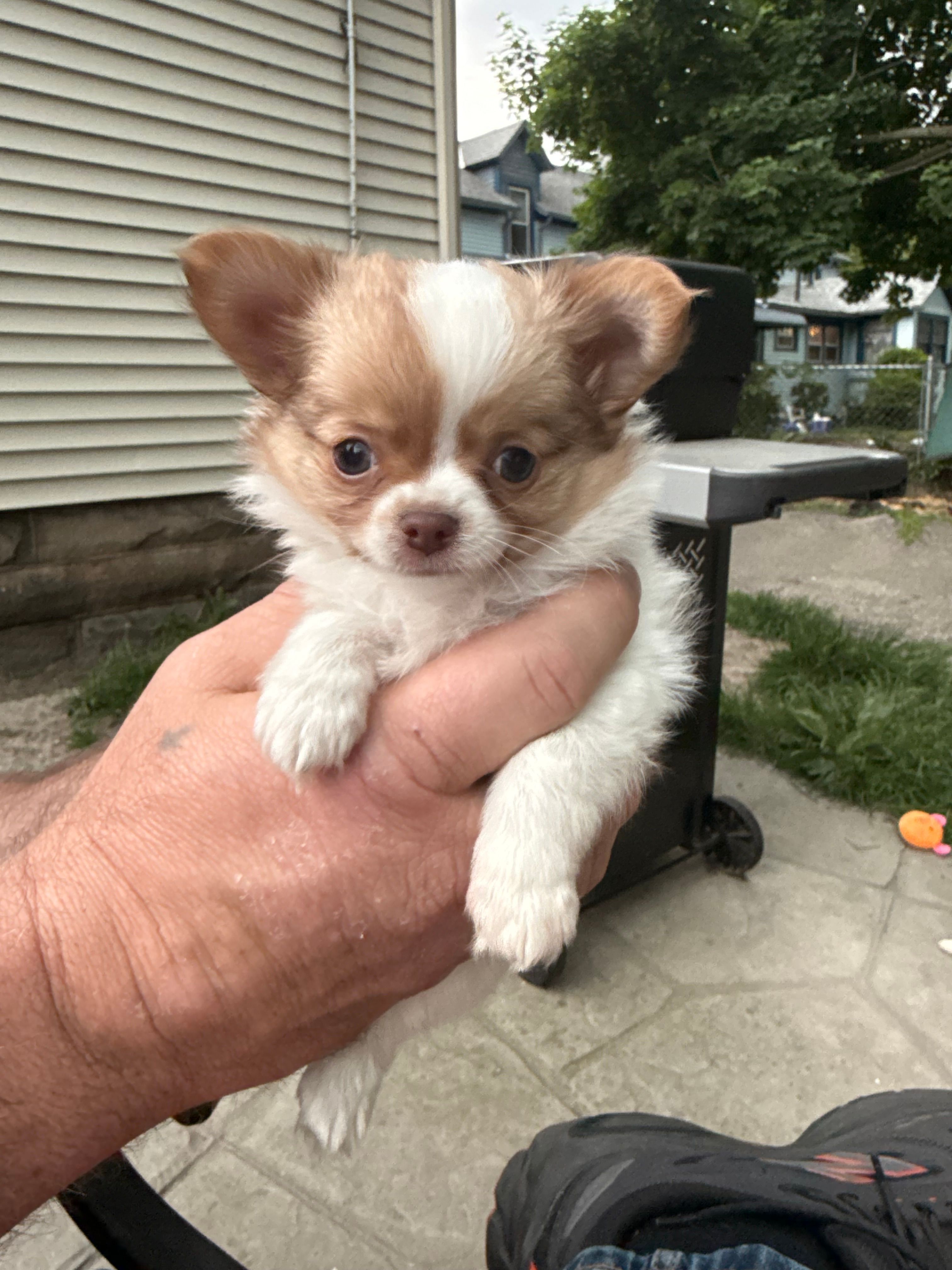 Tiny Tim – Chihuahua puppy for sale in Lorain, OH
