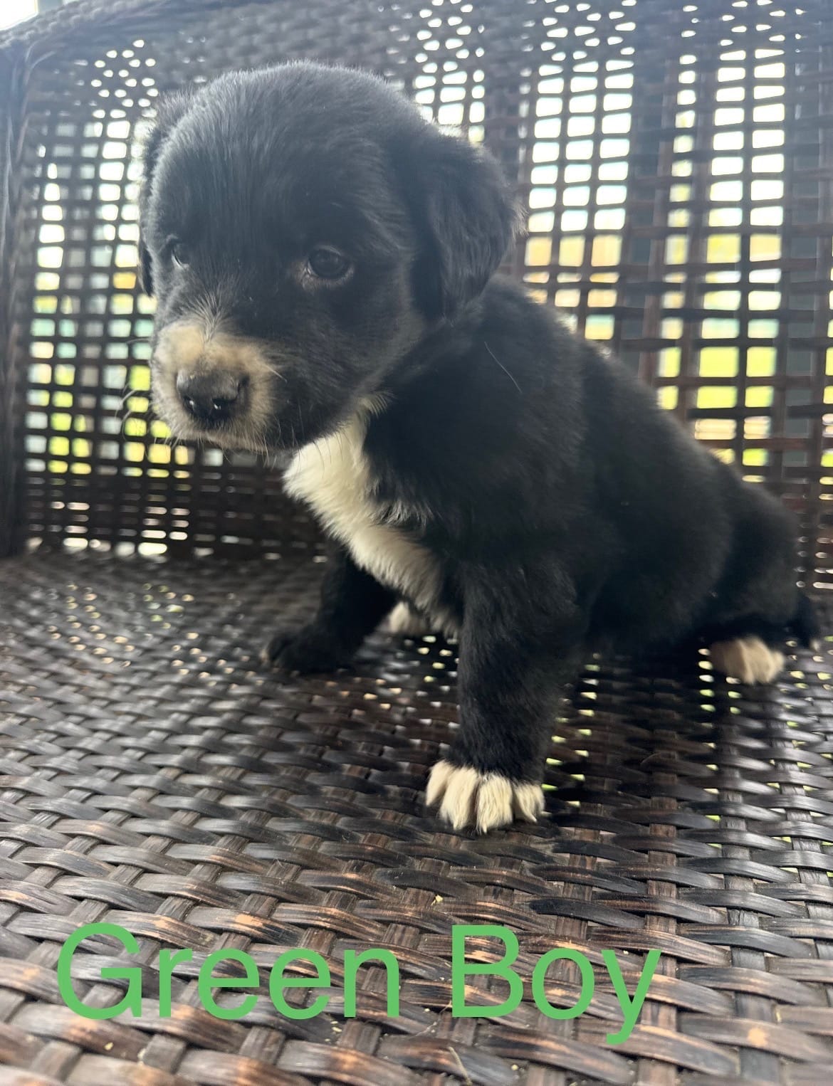 Green Boy – Border Collie, Golden Retriever puppy for sale in Spokane, WA