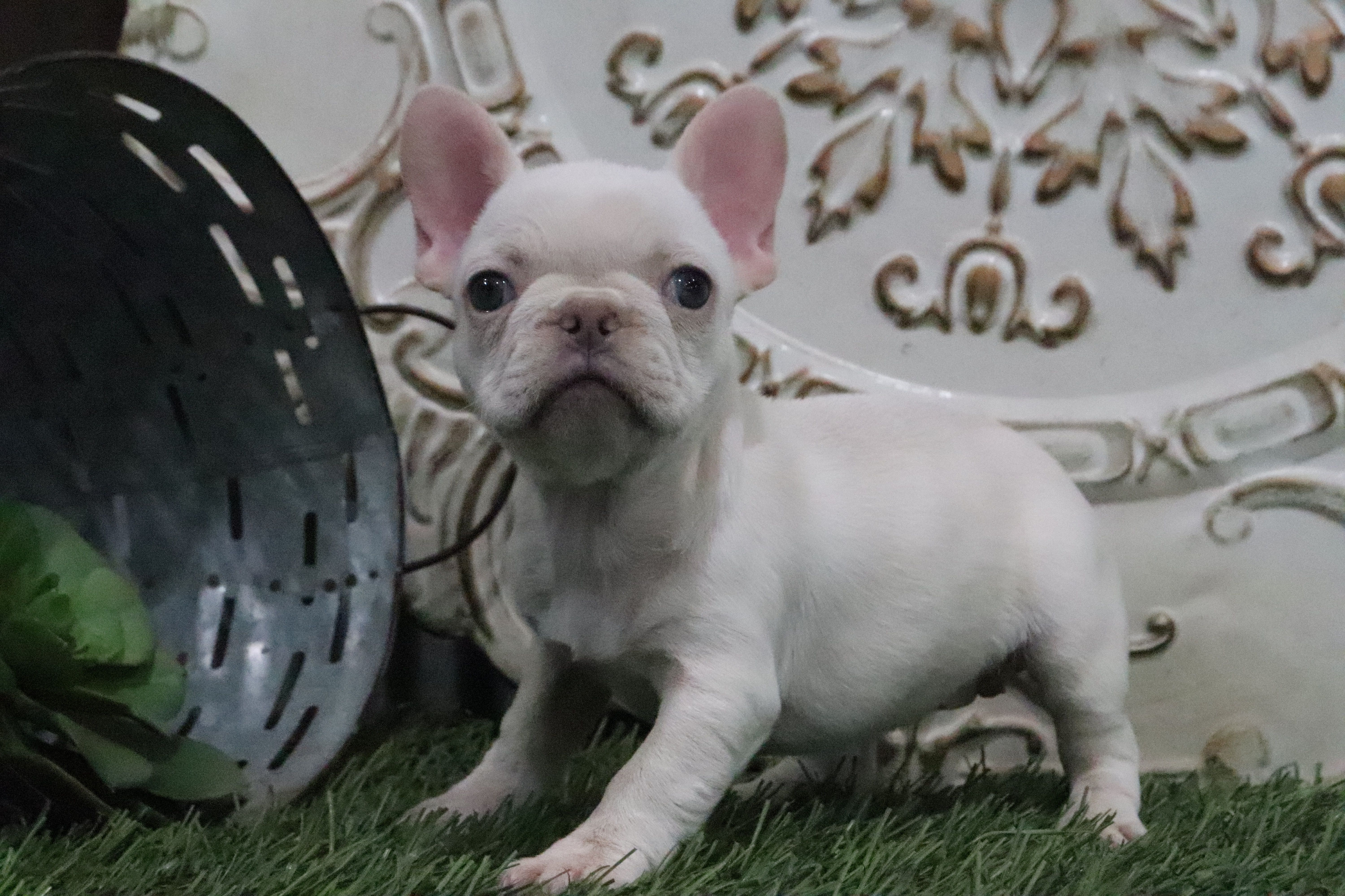 Odessa – French Bulldog puppy for sale in Charm, OH