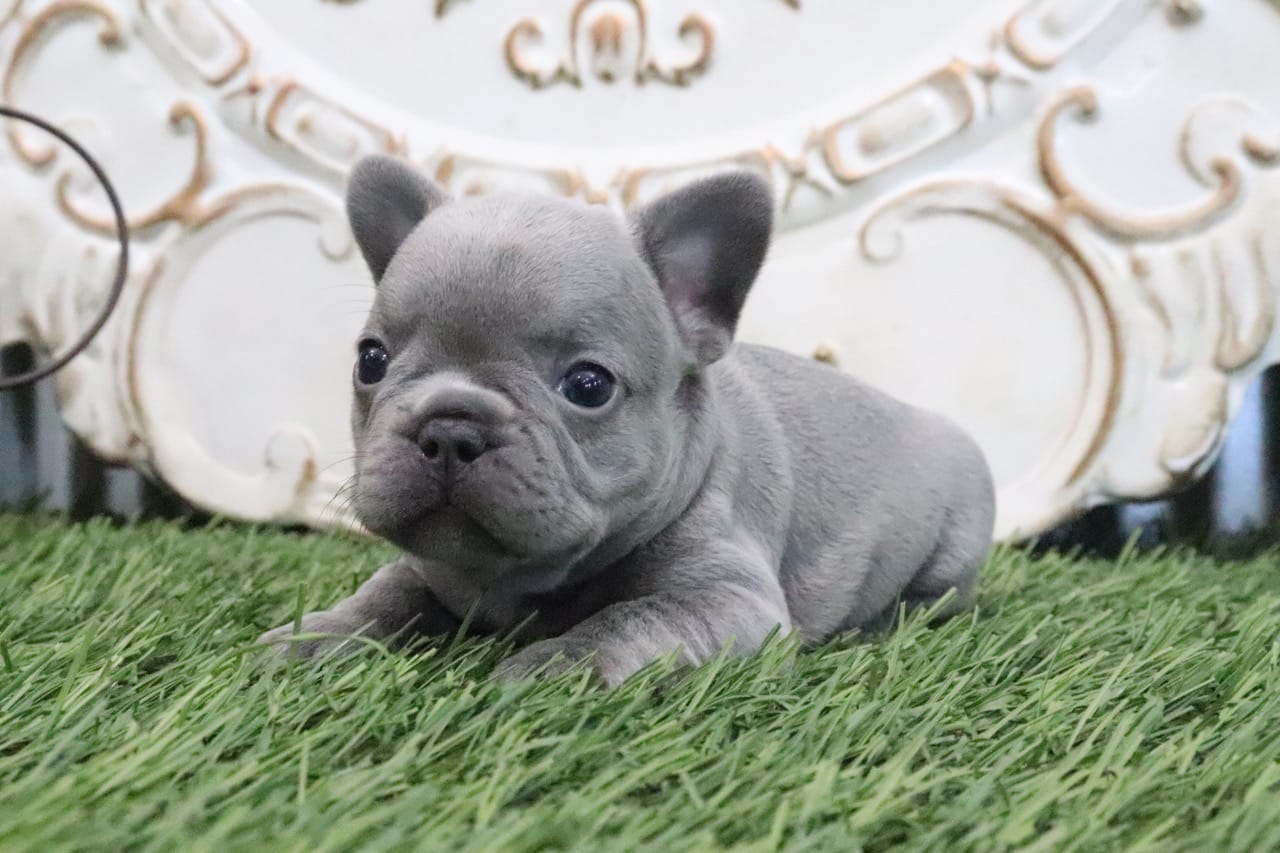 Flo – French Bulldog puppy for sale in Charm, OH