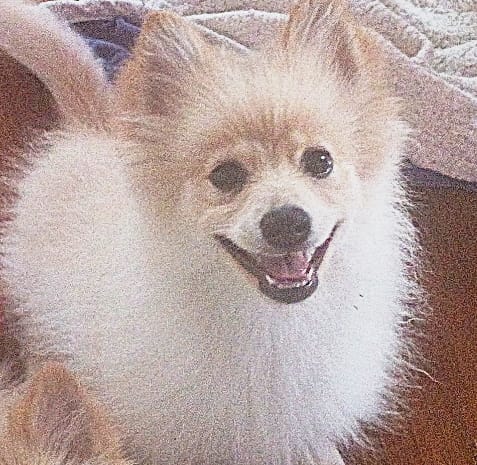 Buck – Pomeranian puppy for sale in Seneca Falls, NY