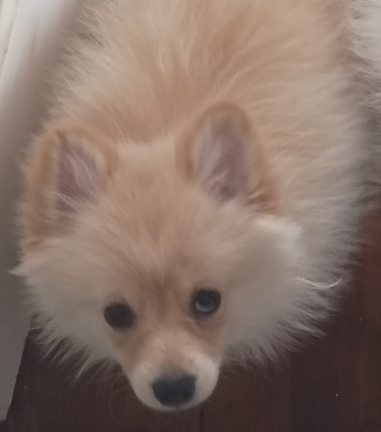 Bo – Pomeranian puppy for sale in Seneca Falls, NY