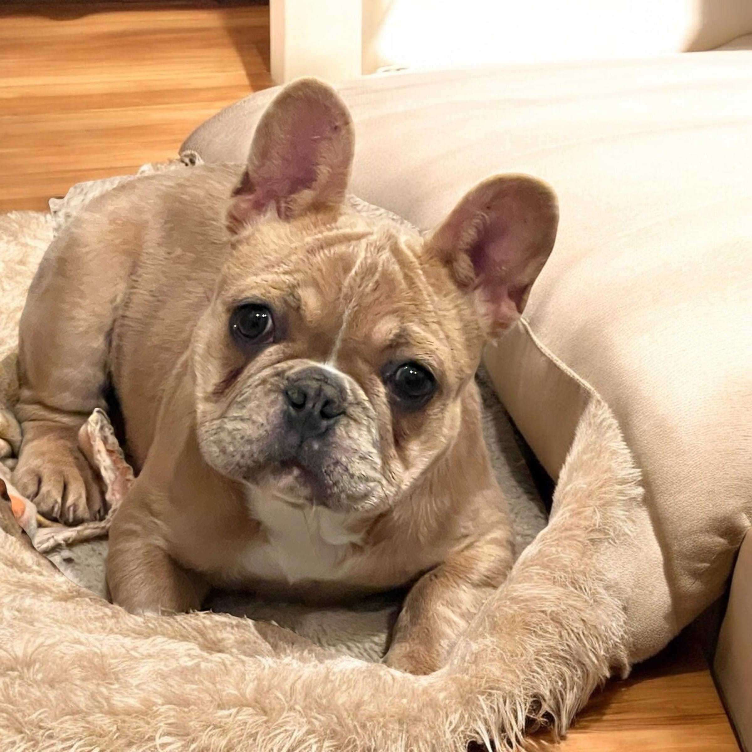 Cardi B – French Bulldog puppy for sale in Edgewater, FL