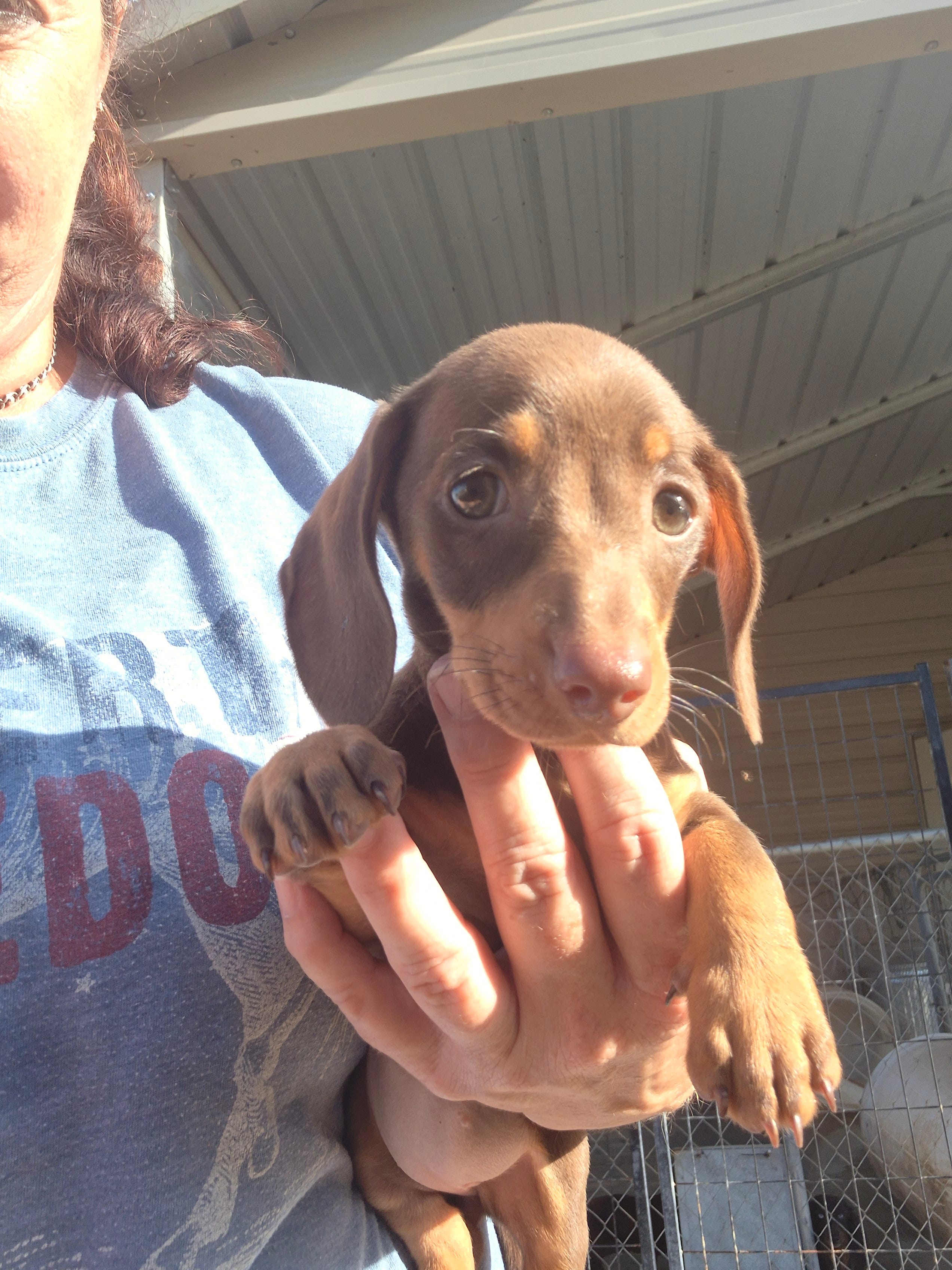 Cocoa – Miniature Dachshund puppy for sale in Glennville, GA