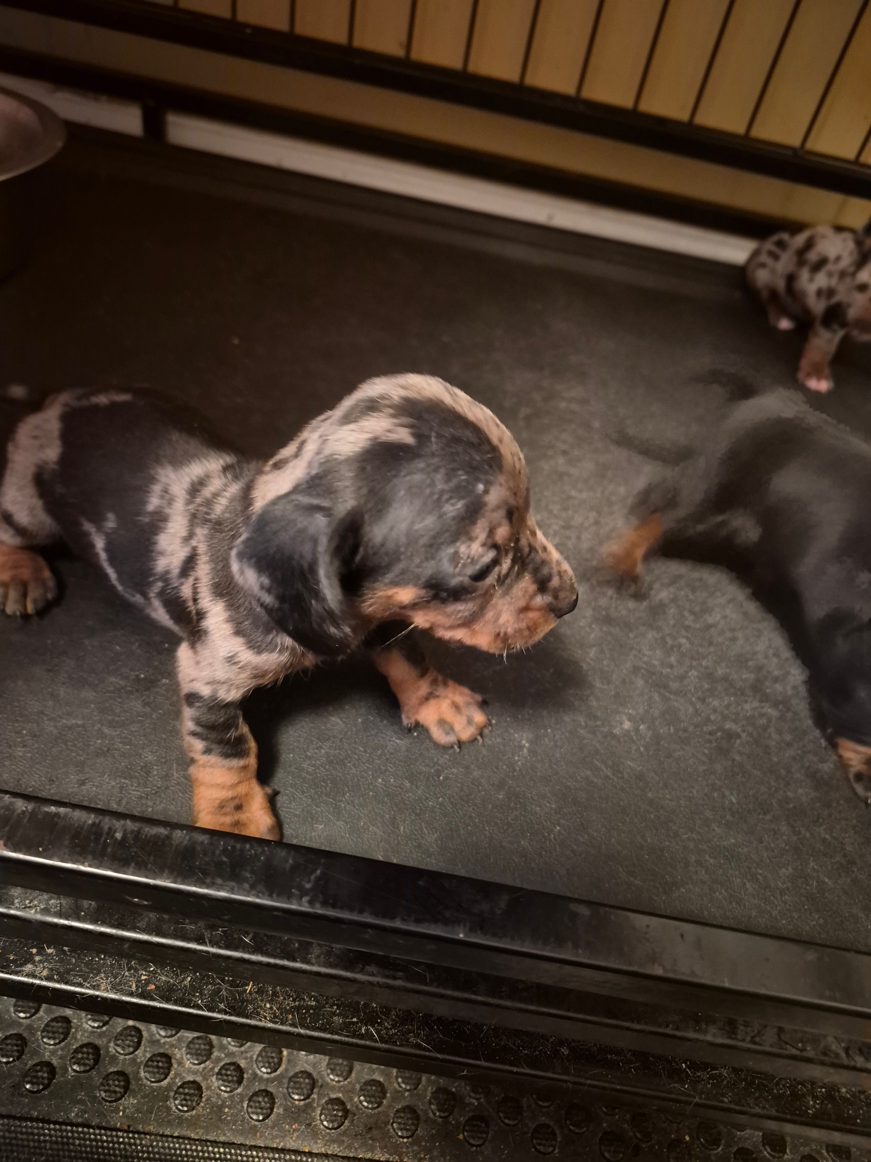 AKC Female 1 – Miniature Dachshund puppy for sale in Glennville, GA
