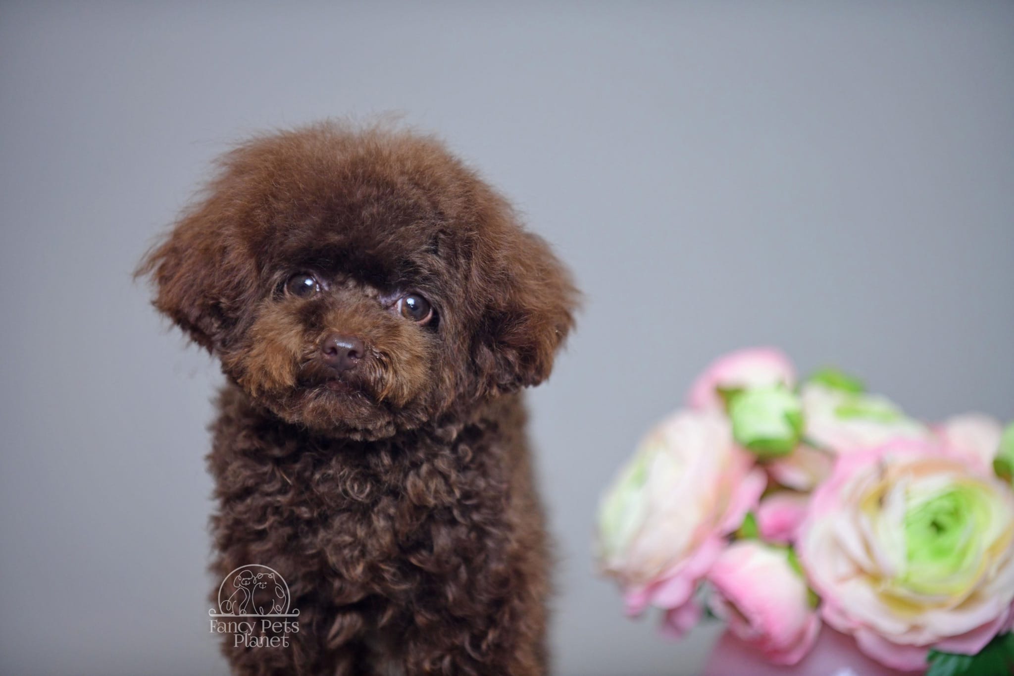 Noah-Bentley Teacup Chocolate – Poodle - Toy  puppy for sale in Miami, FL