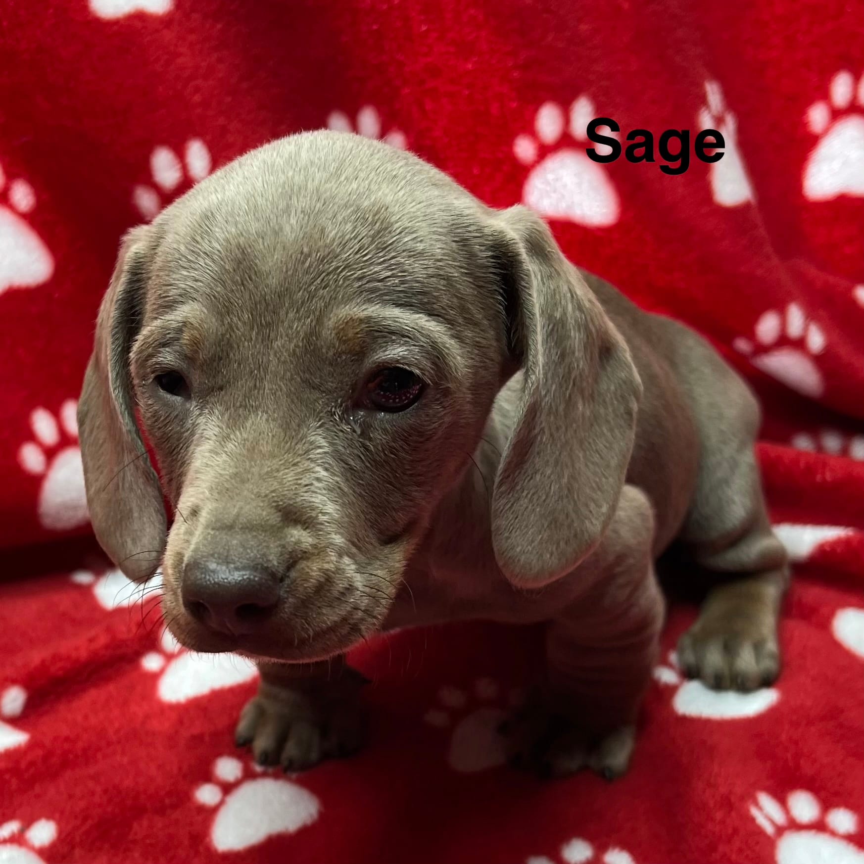 SAGE – Dachshund puppy for sale in Louisa, VA