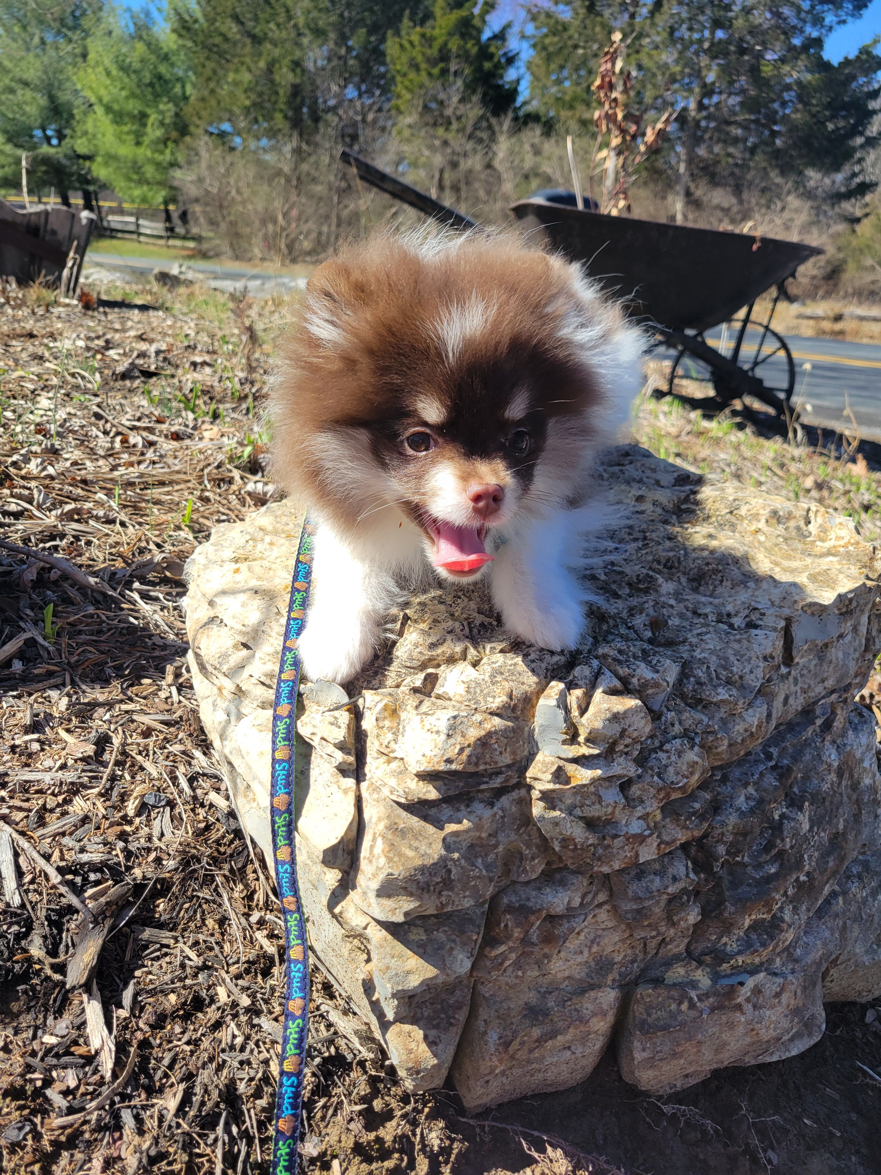 Chip – Pomeranian puppy for sale in Stephens City, VA
