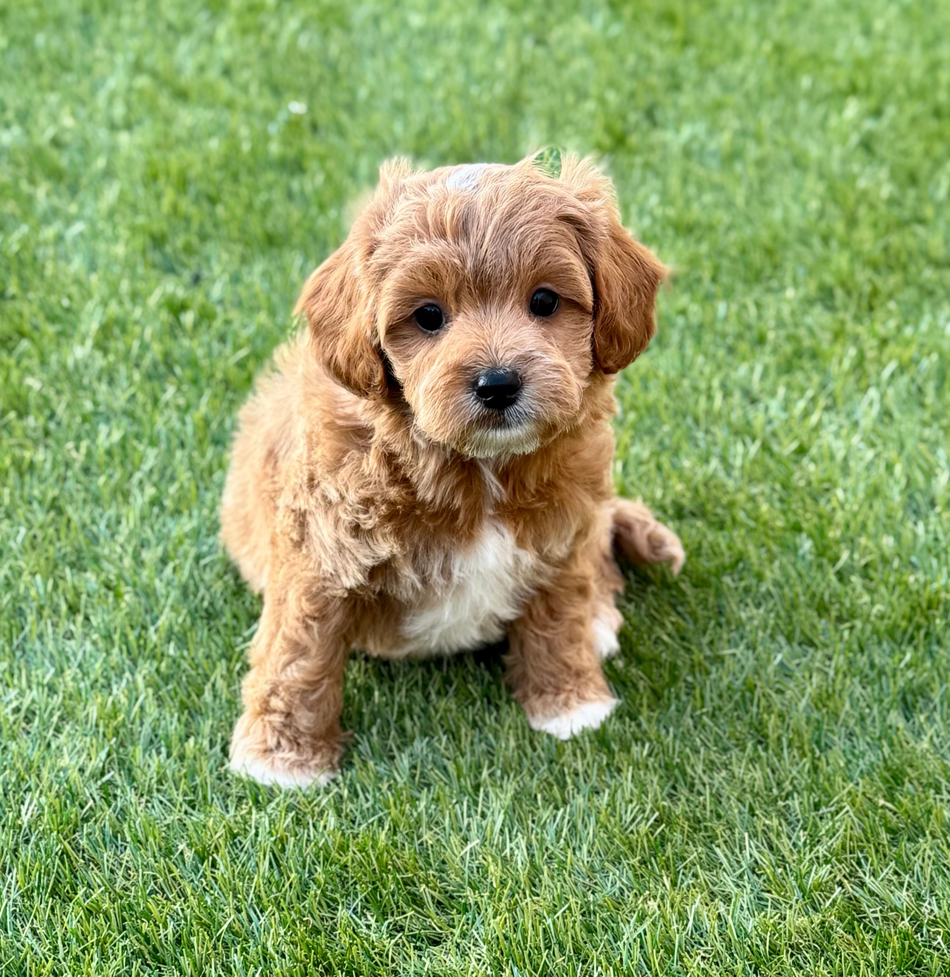 Andy  – Cavapoo puppy for sale in Phoenix, AZ