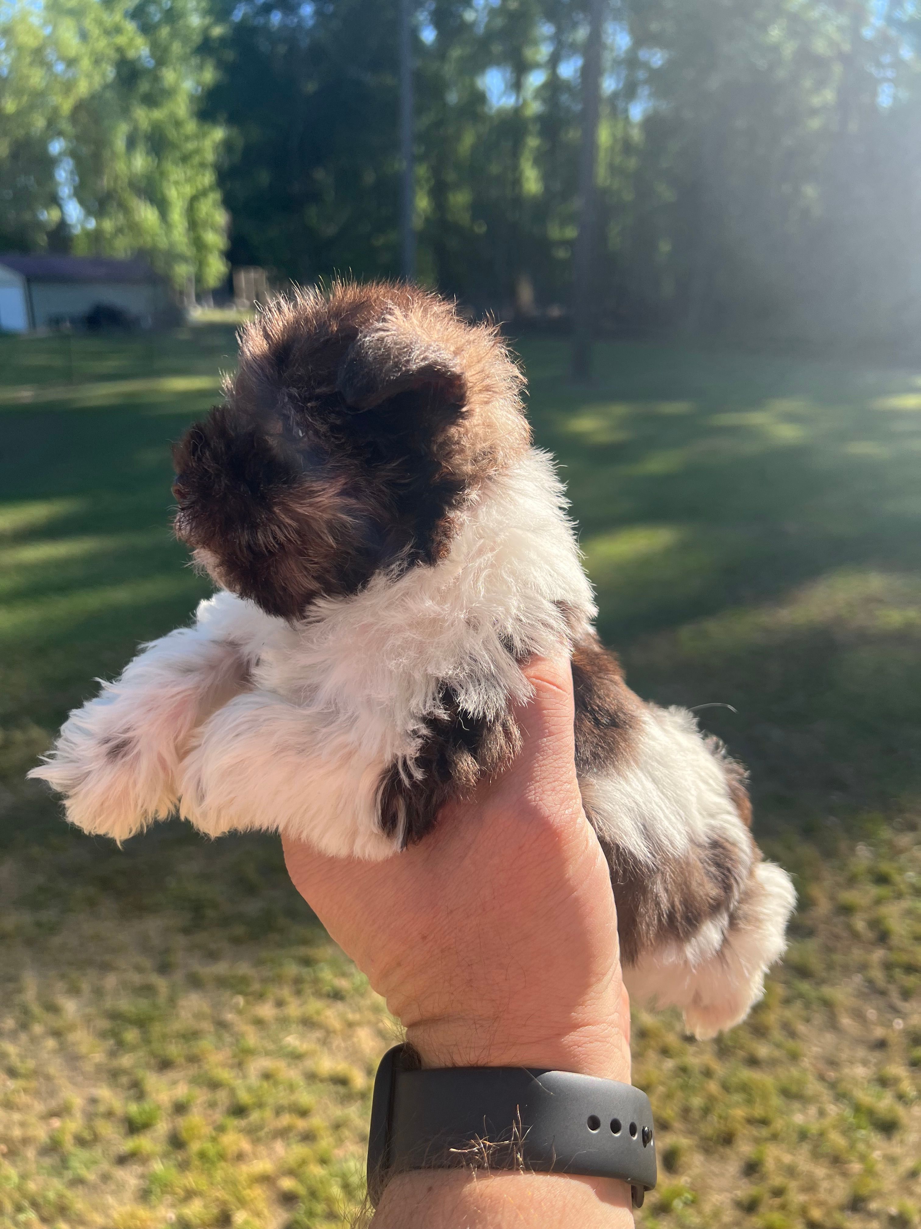 TOY AKC FRED – Miniature Schnauzer puppy for sale in Red Springs, NC