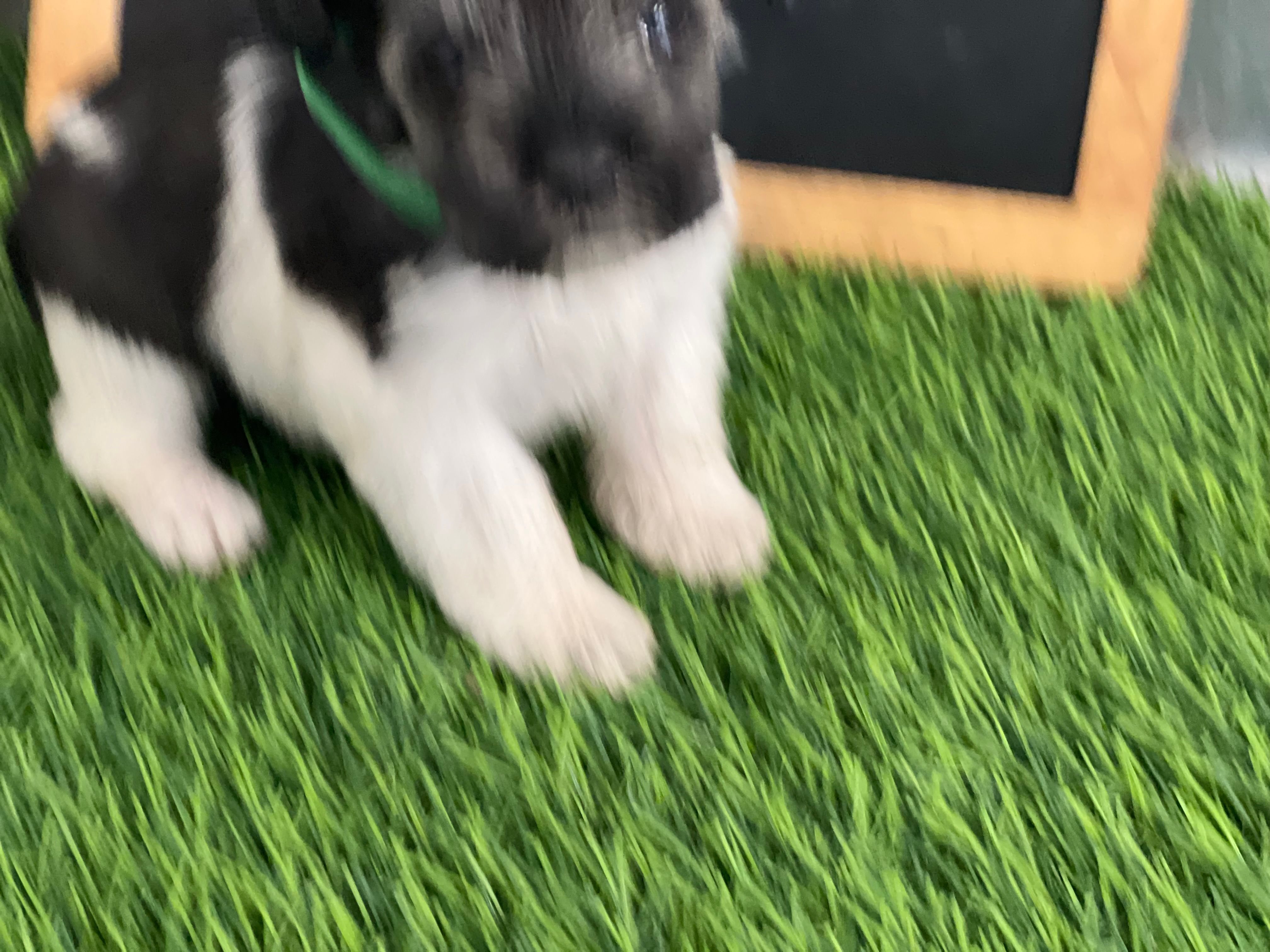 AKC GREEN – Miniature Schnauzer puppy for sale in Red Springs, NC