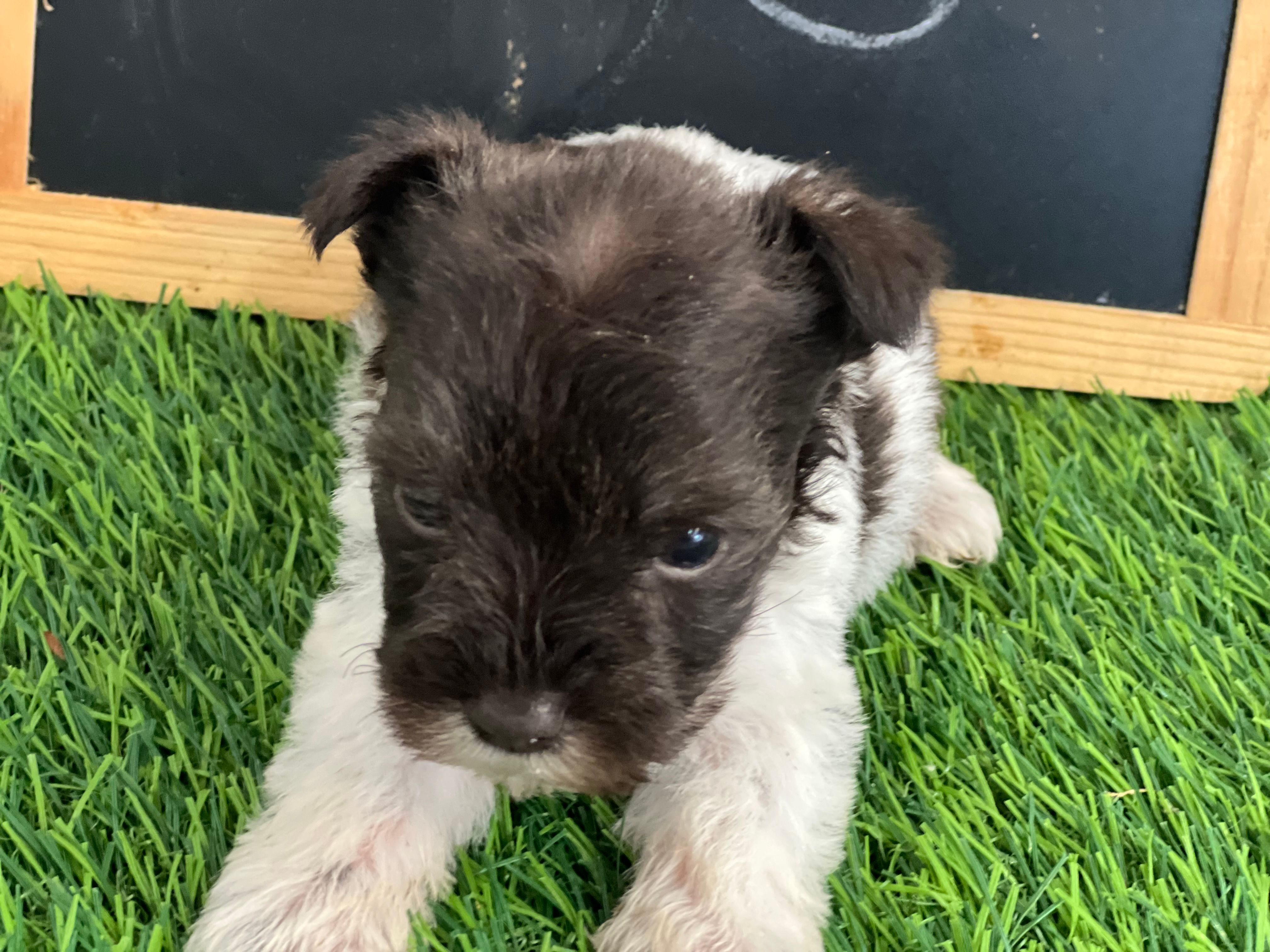 AKC FRED – Miniature Schnauzer puppy for sale in Red Springs, NC