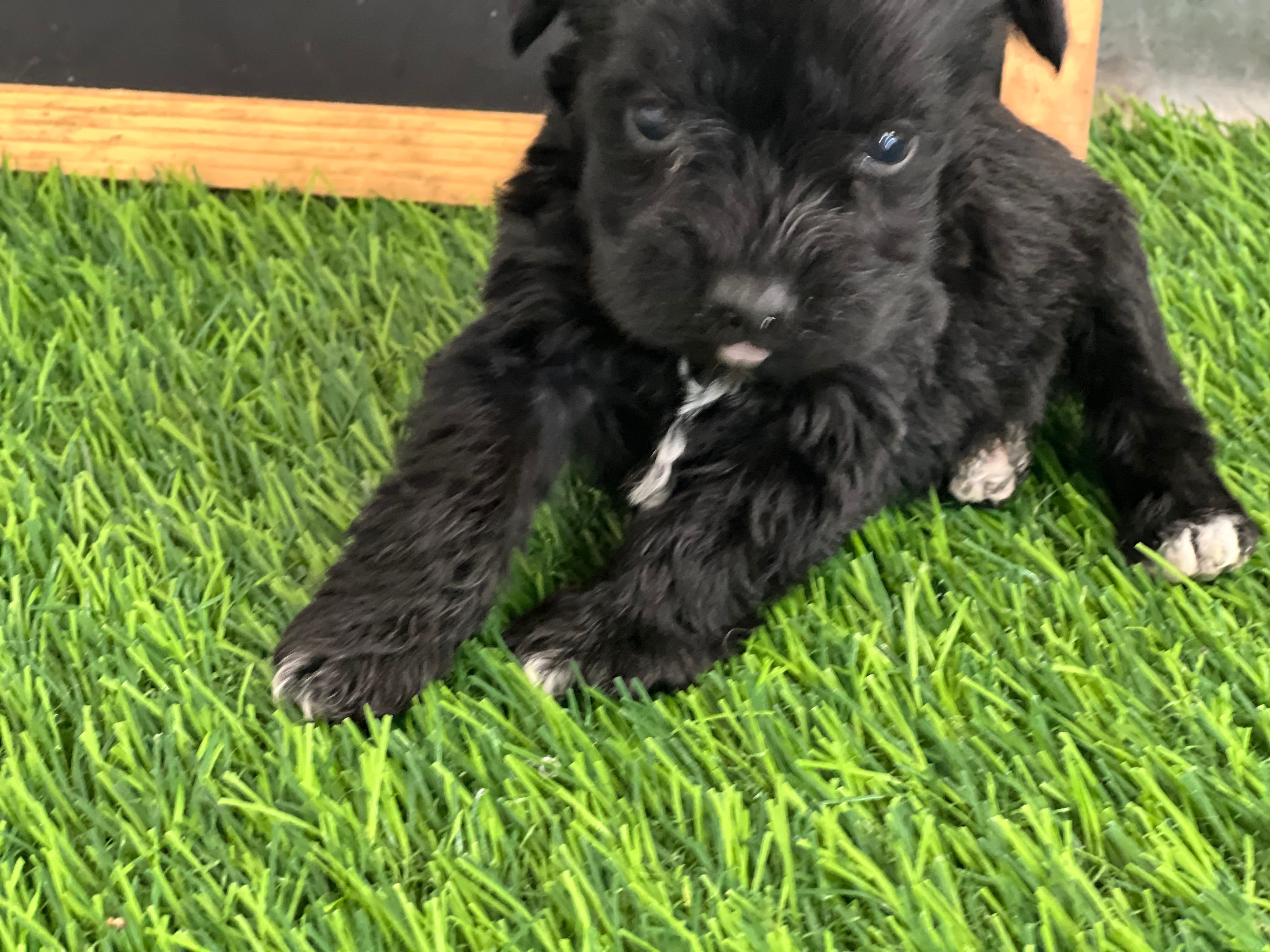 AKC BLACK  – Miniature Schnauzer puppy for sale in Red Springs, NC