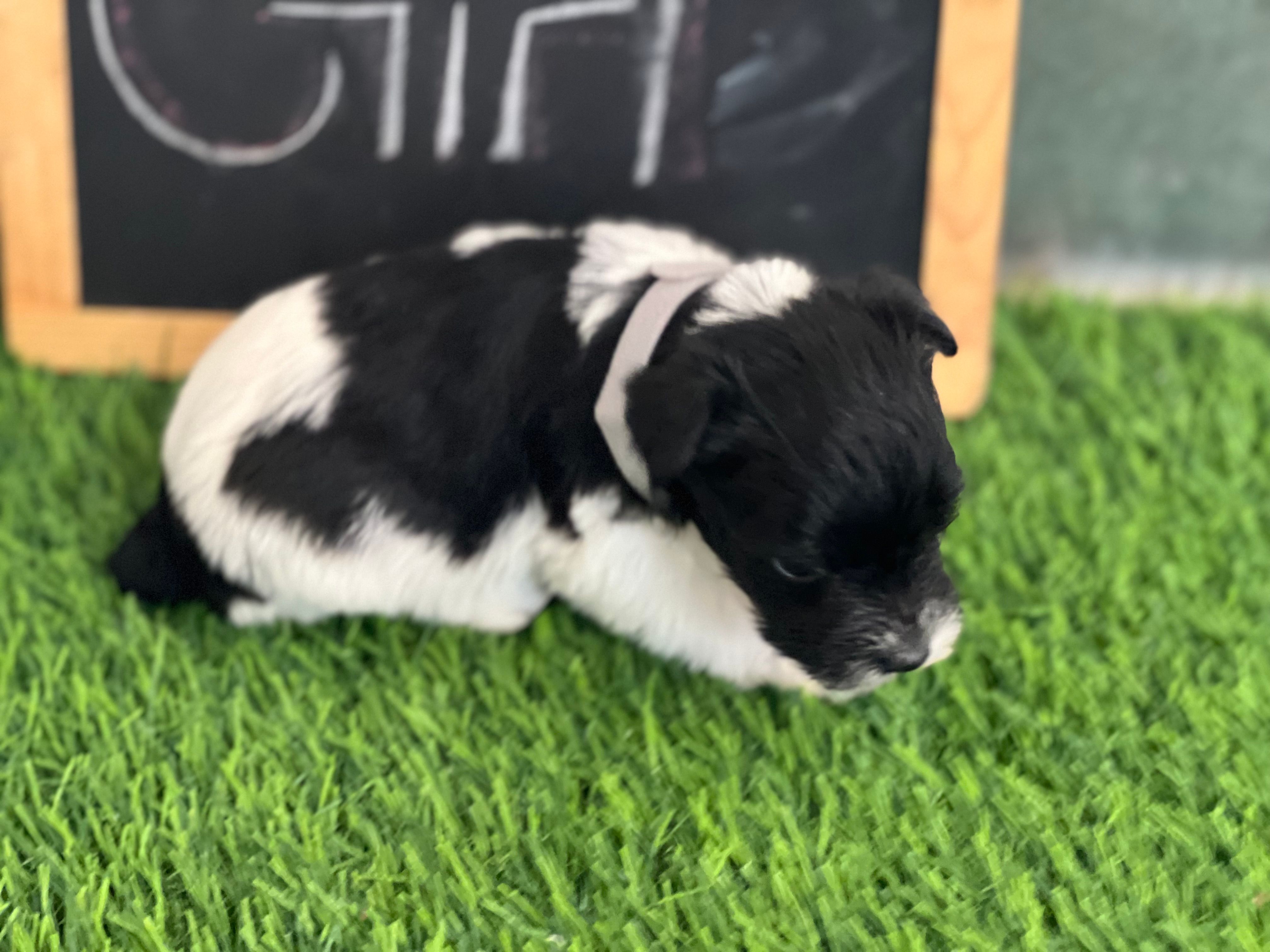 AKC GREY – Miniature Schnauzer puppy for sale in Red Springs, NC