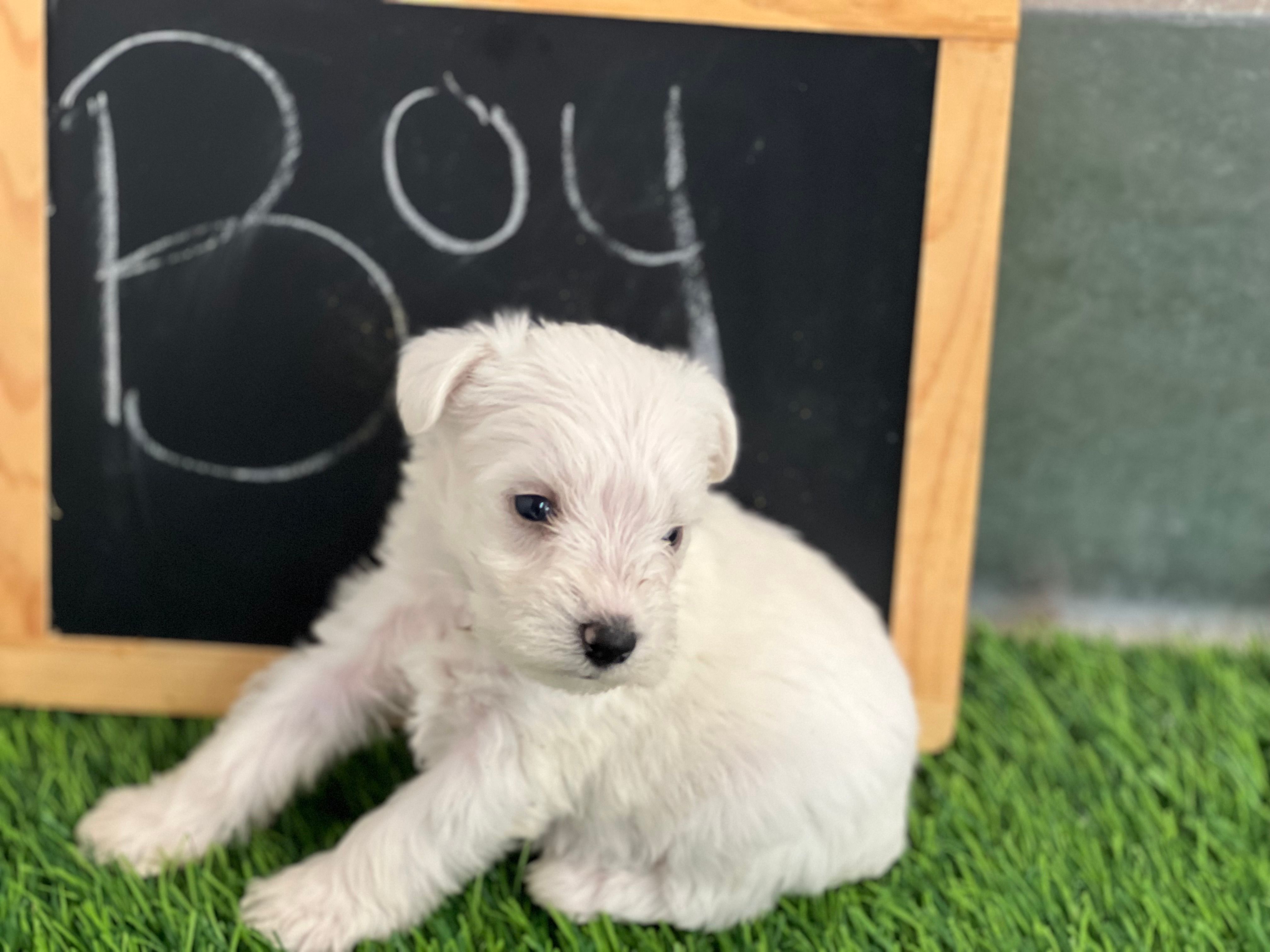 AKC MIKE  – Miniature Schnauzer puppy for sale in Red Springs, NC