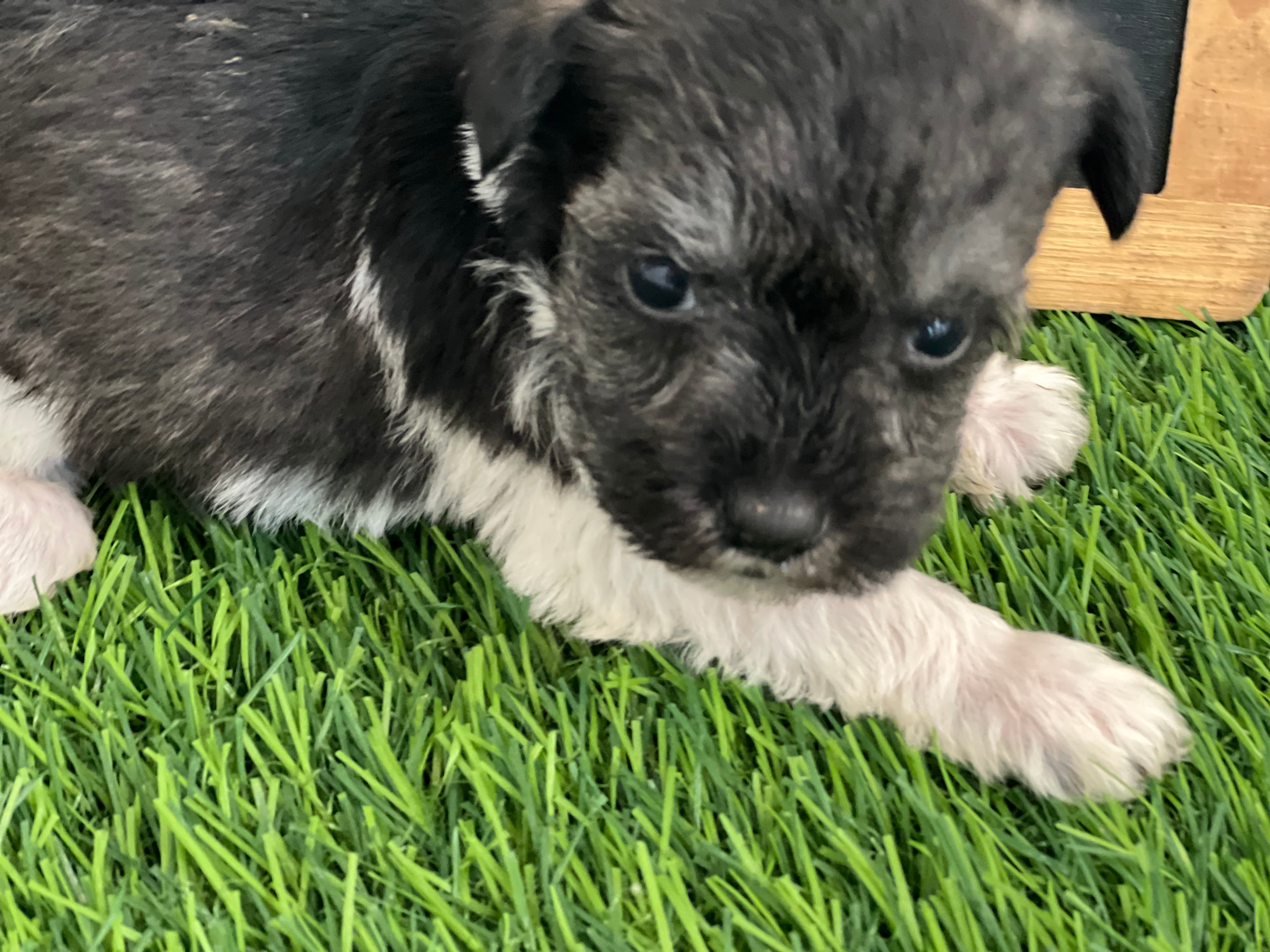 AKC PURPLE  – Miniature Schnauzer puppy for sale in Red Springs, NC
