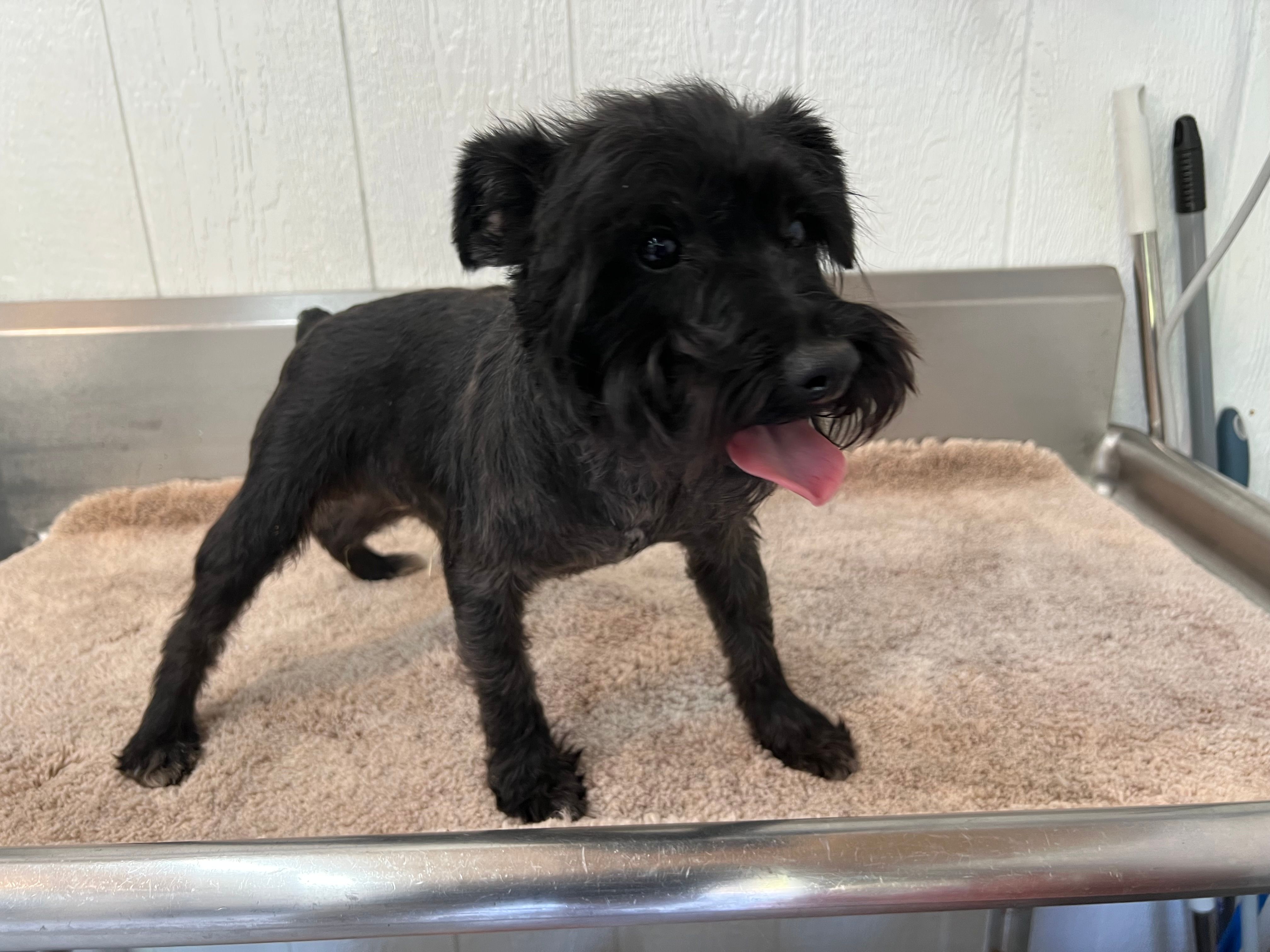 Odin – Miniature Schnauzer puppy for sale in Red Springs, NC