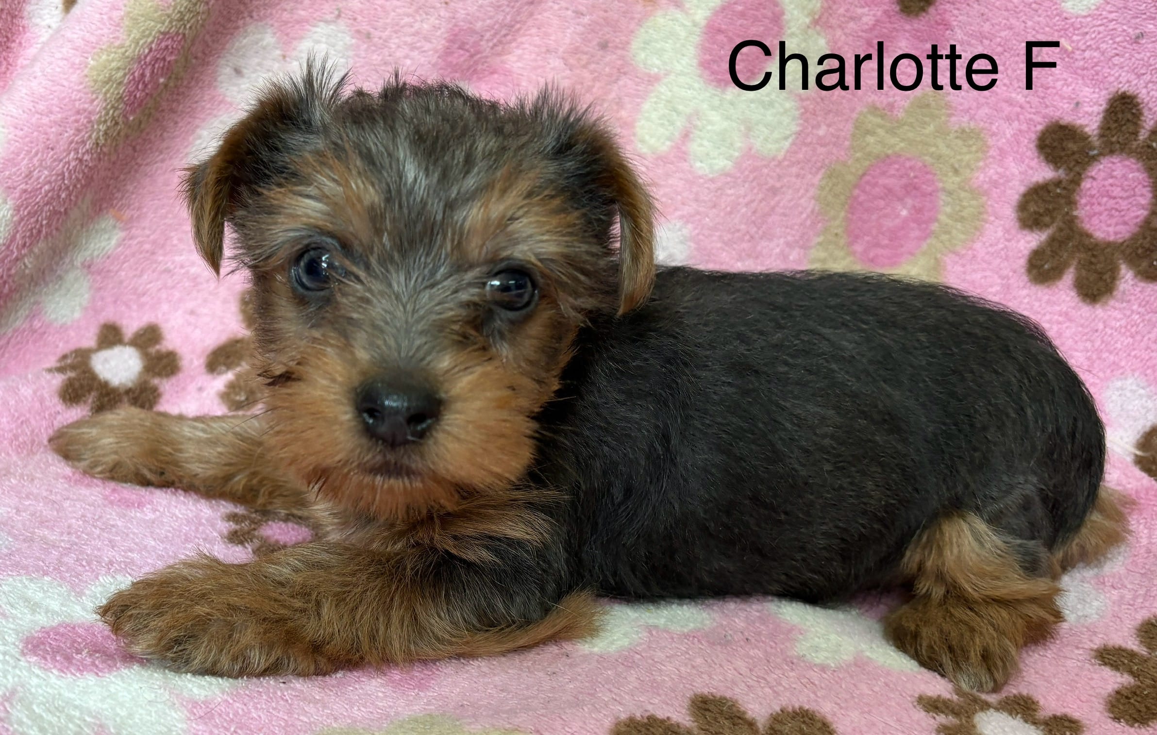 Charlotte F – Yorkshire Terrier puppy for sale in Headland, AL
