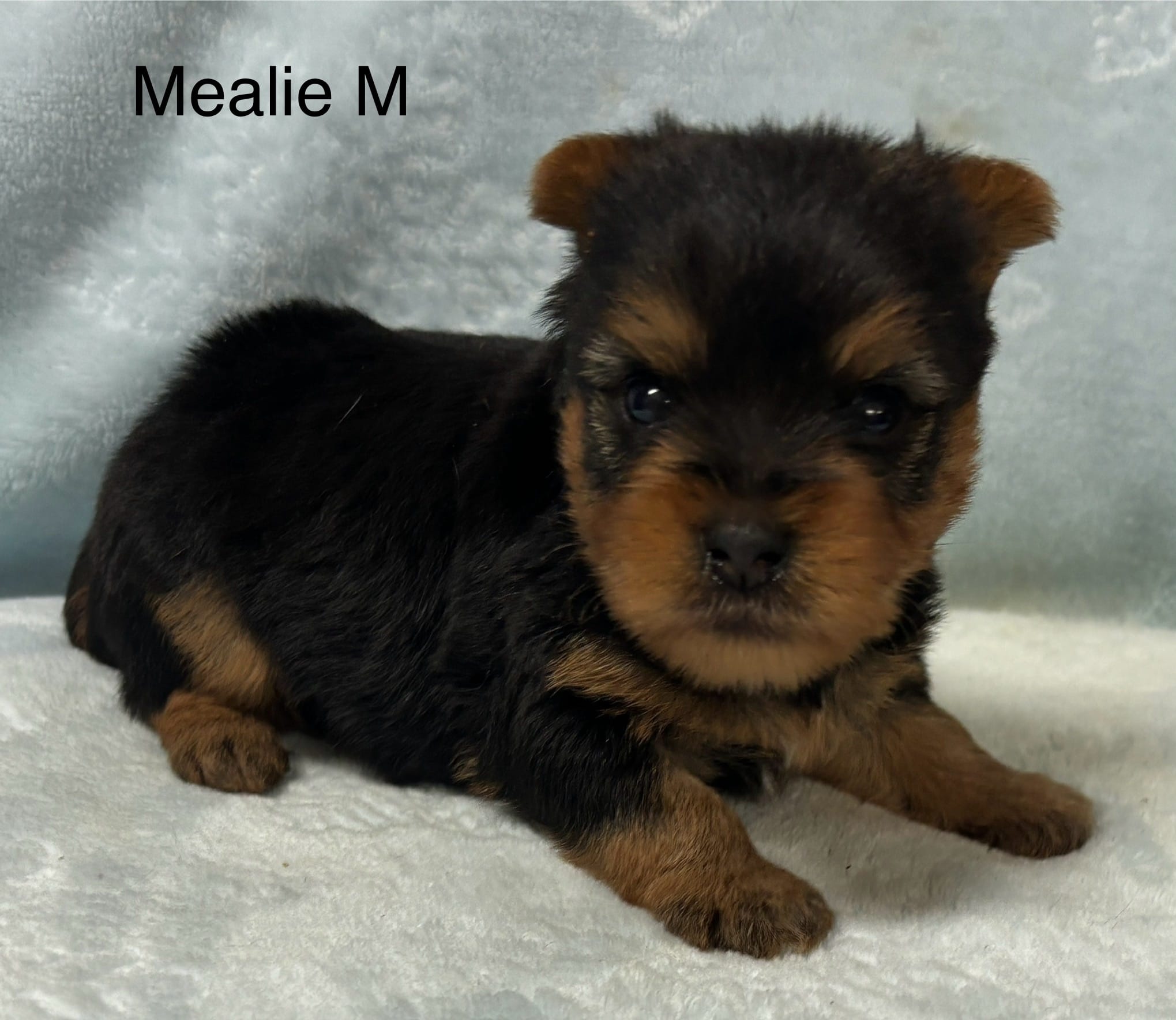 Mealie M – Yorkshire Terrier puppy for sale in Headland, AL