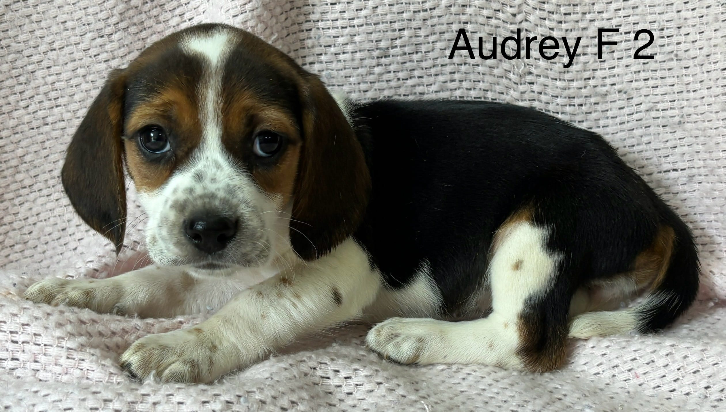 Audrey F 2 – Beagle puppy for sale in Headland, AL