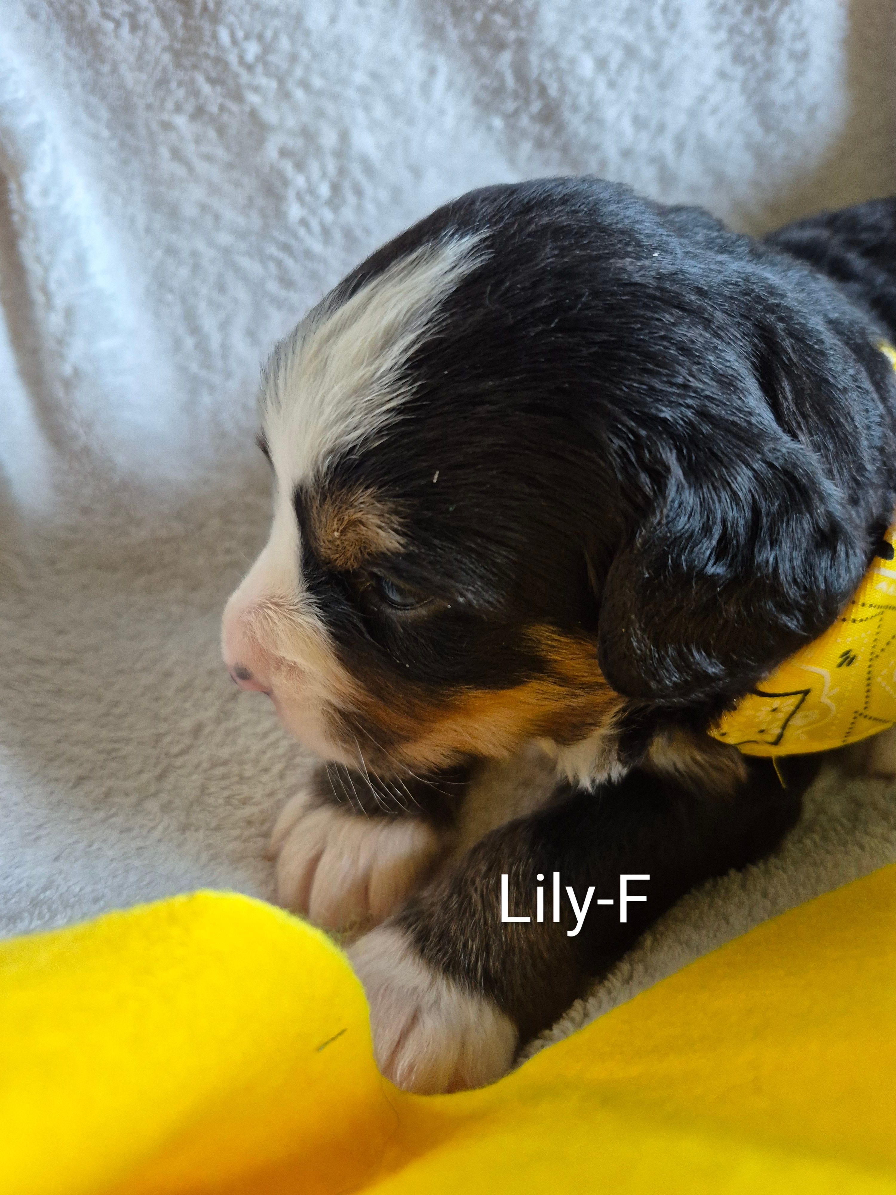 Lily – Bernese Mountain Dog puppy for sale in Exeter, MO