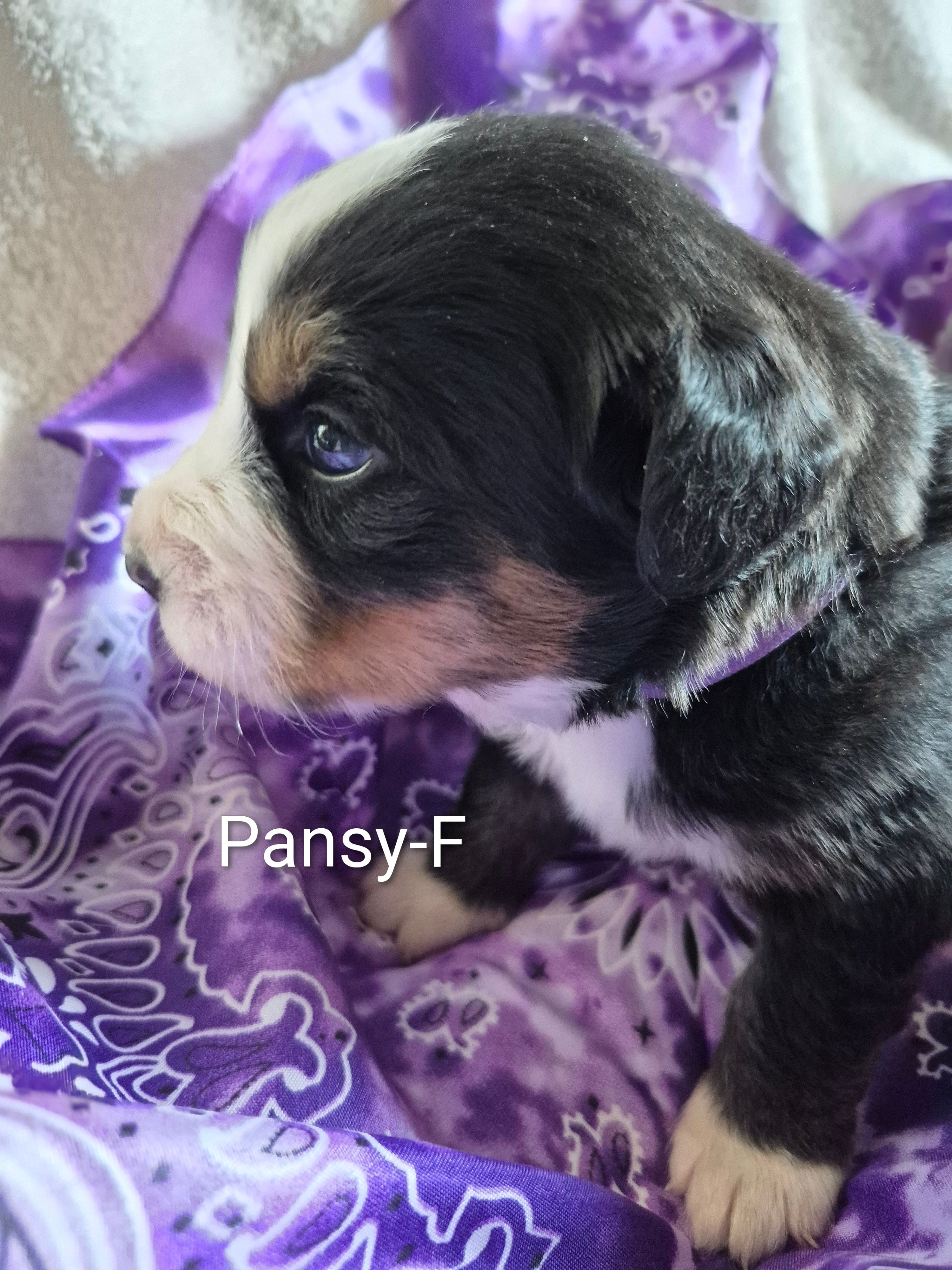 Pansy – Bernese Mountain Dog puppy for sale in Exeter, MO