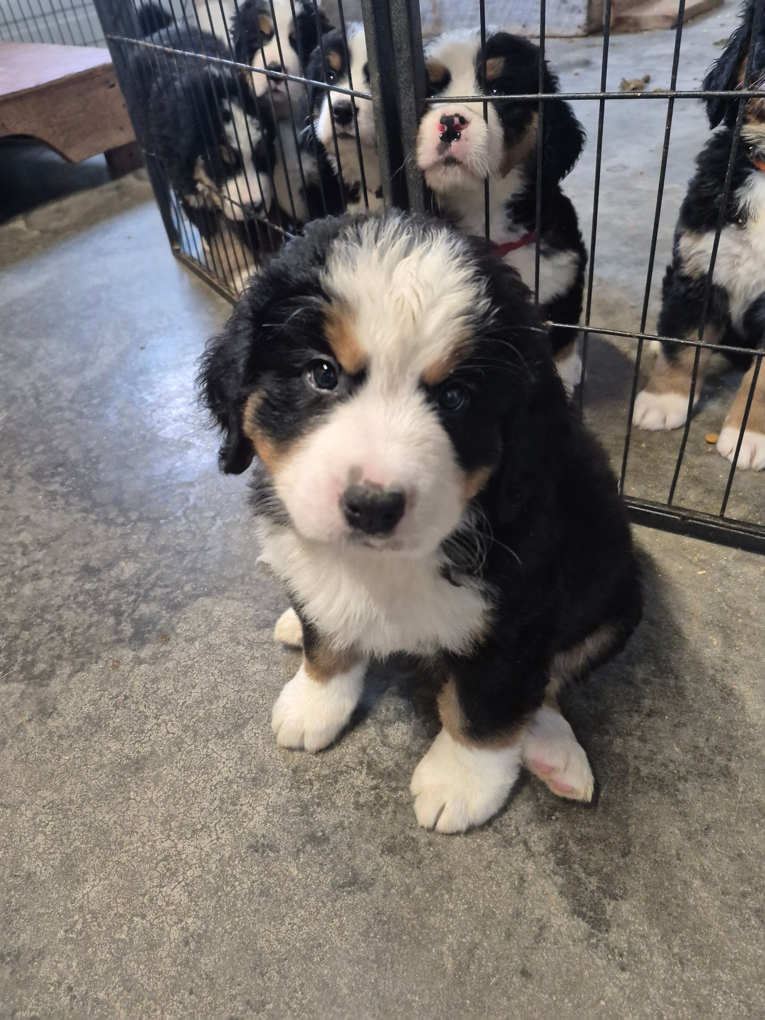 Forrest- Green collar – Bernese Mountain Dog puppy for sale in Exeter, MO