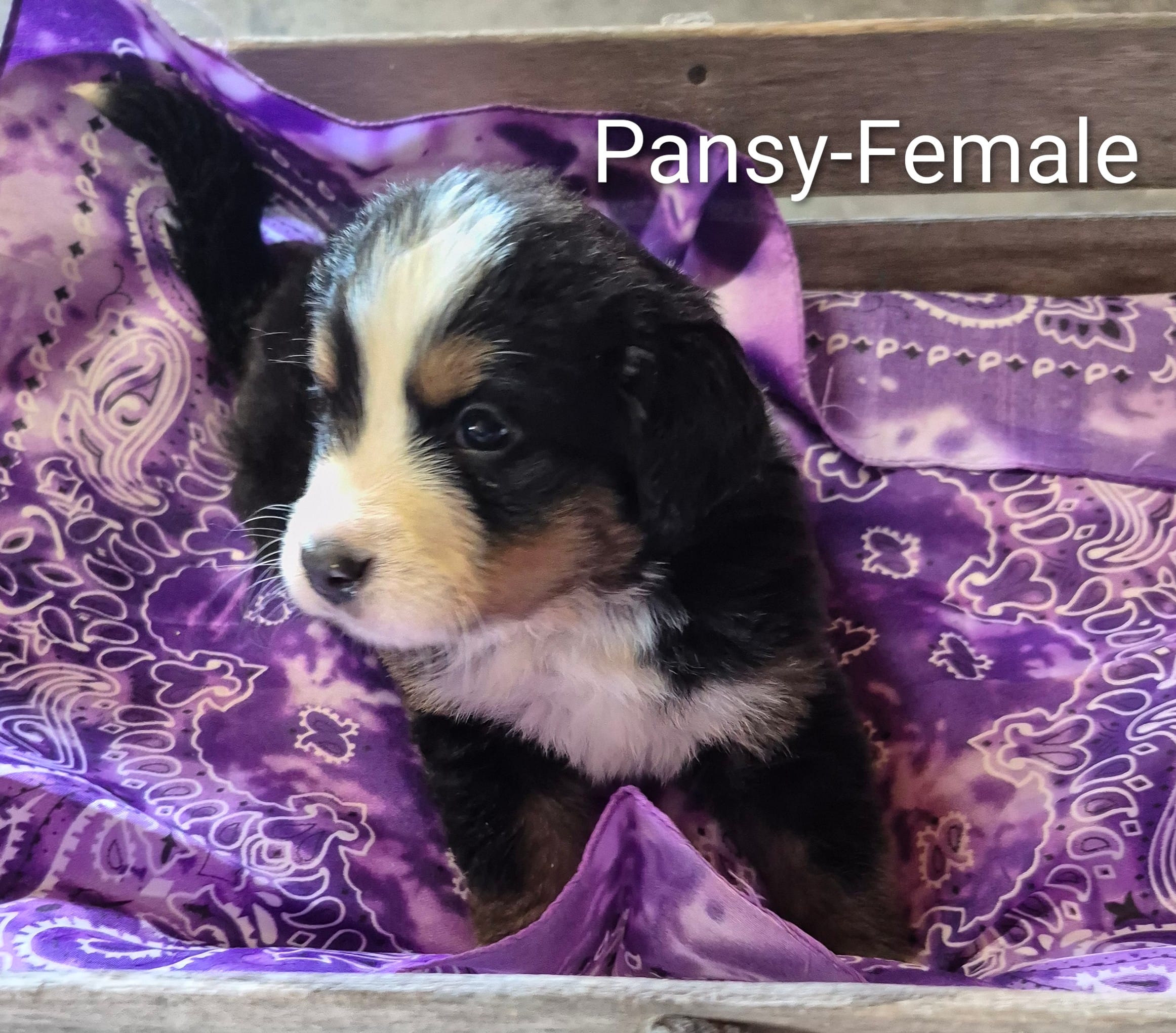 Pansy – Bernese Mountain Dog puppy for sale in Exeter, MO