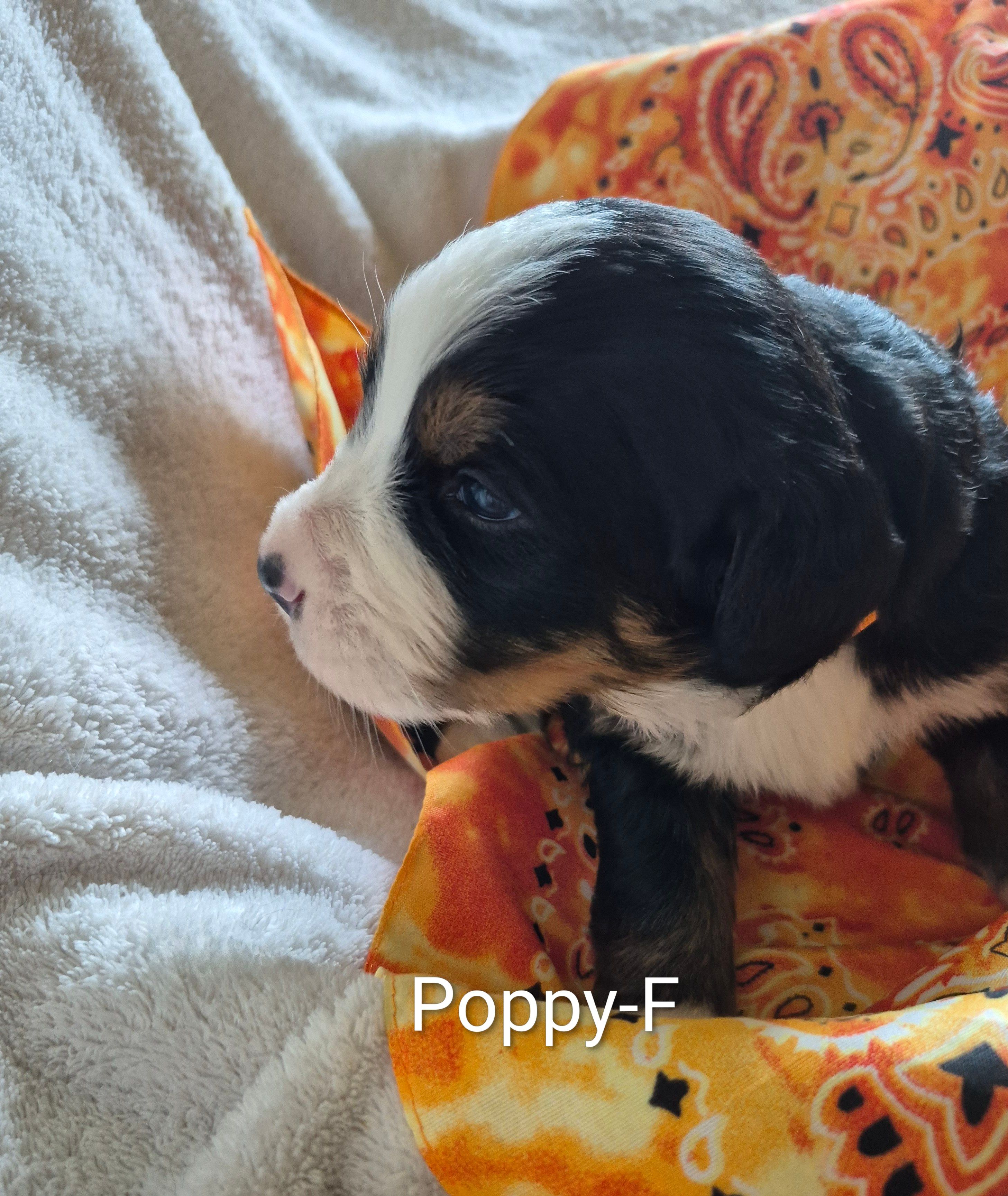 Poppy – Bernese Mountain Dog puppy for sale in Exeter, MO