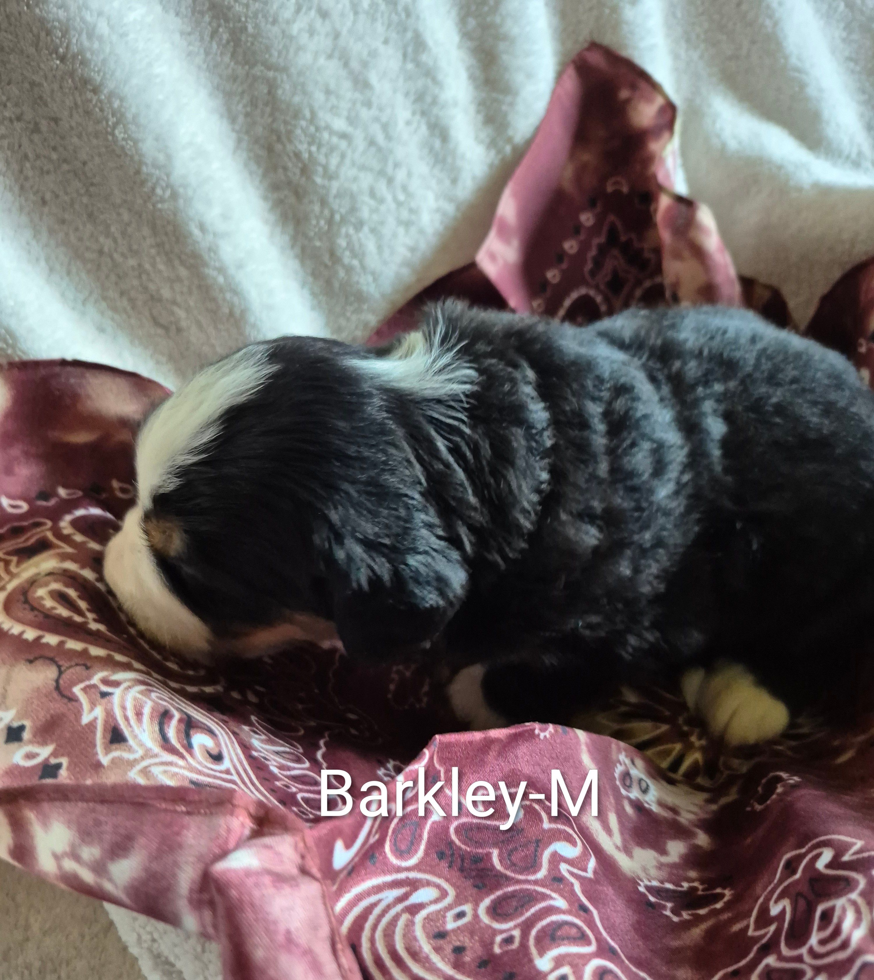 Barkley – Bernese Mountain Dog puppy for sale in Exeter, MO
