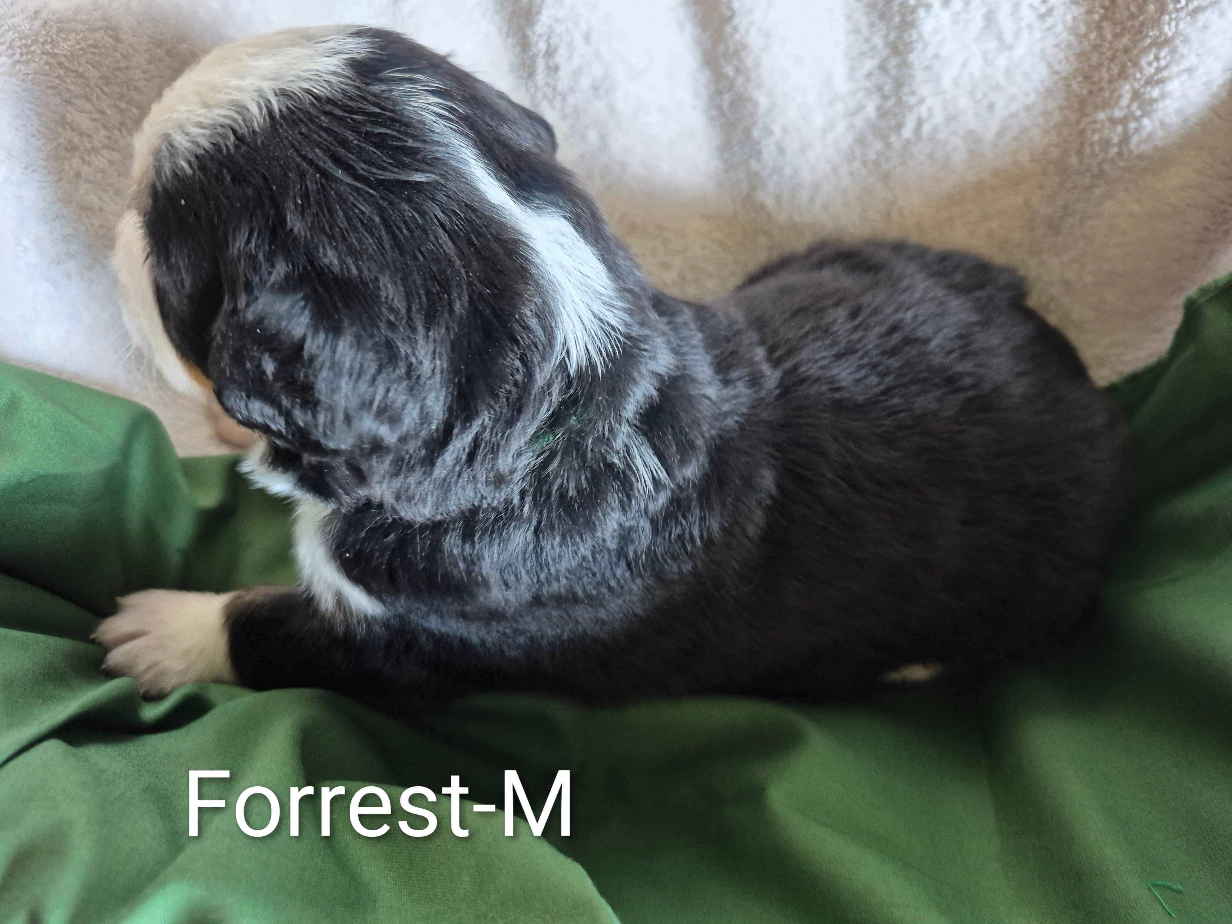Forrest- Green collar – Bernese Mountain Dog puppy for sale in Exeter, MO