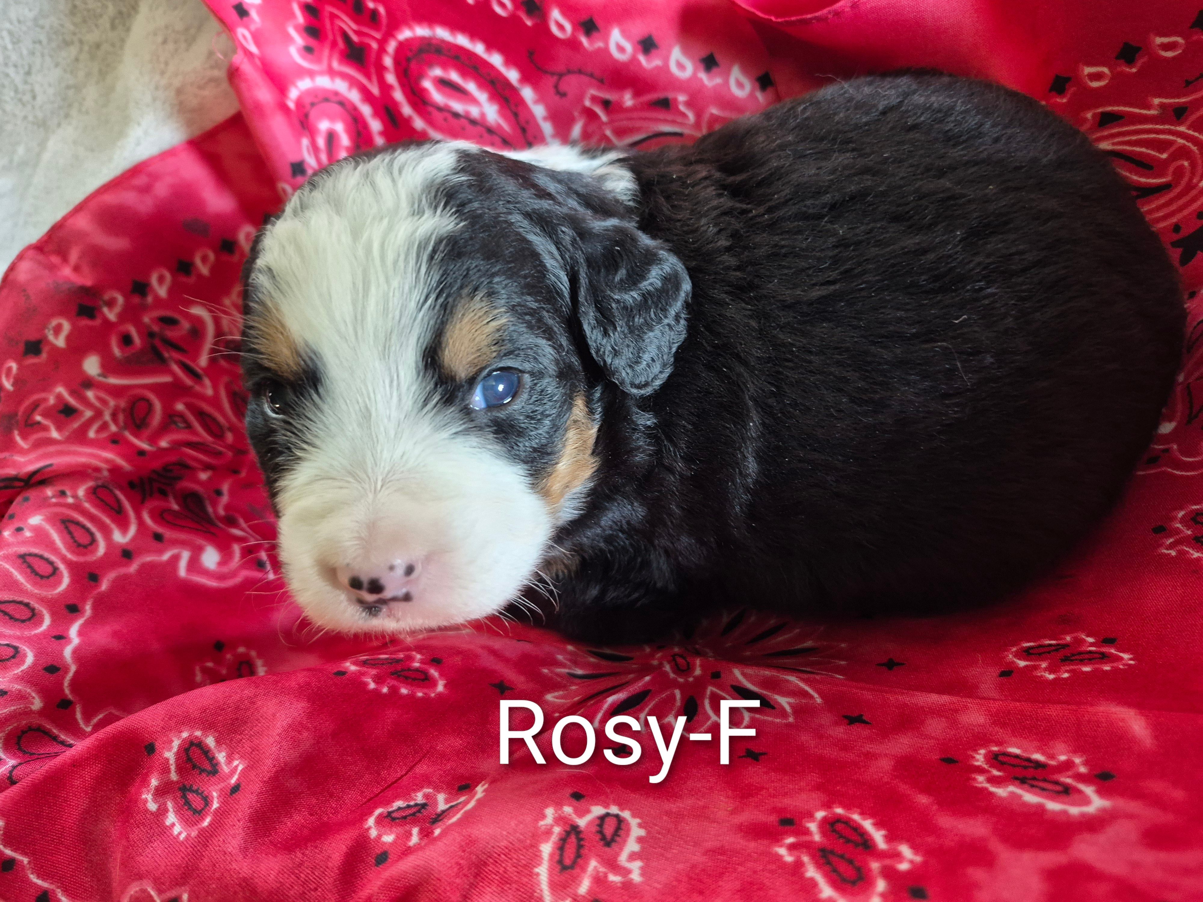 Rosy – Bernese Mountain Dog puppy for sale in Exeter, MO