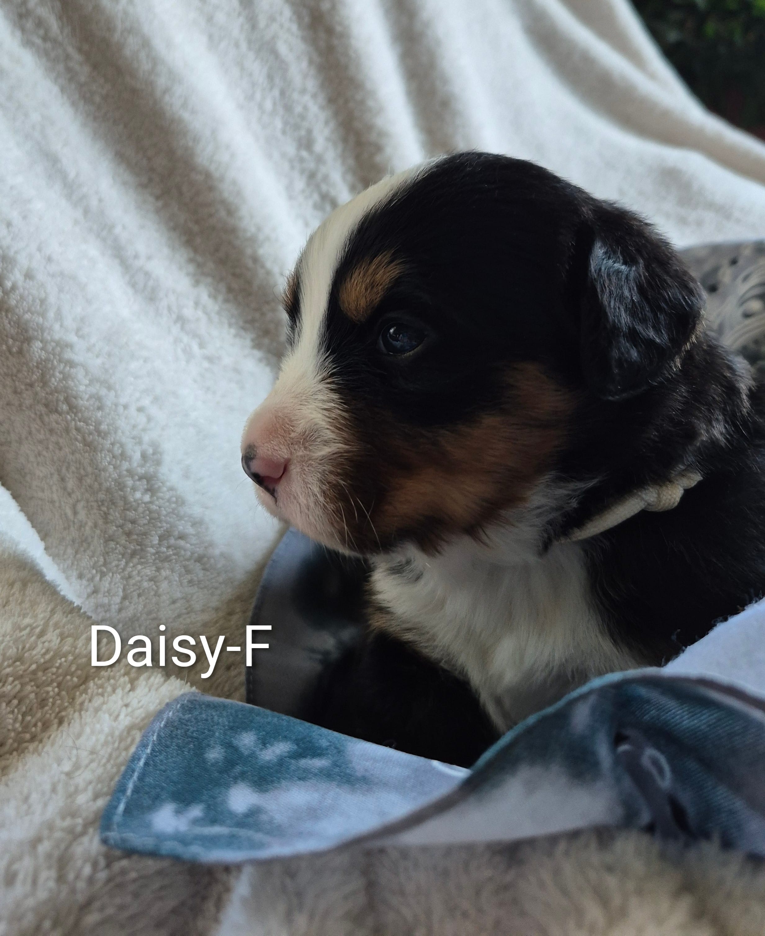 Daisy – Bernese Mountain Dog puppy for sale in Exeter, MO