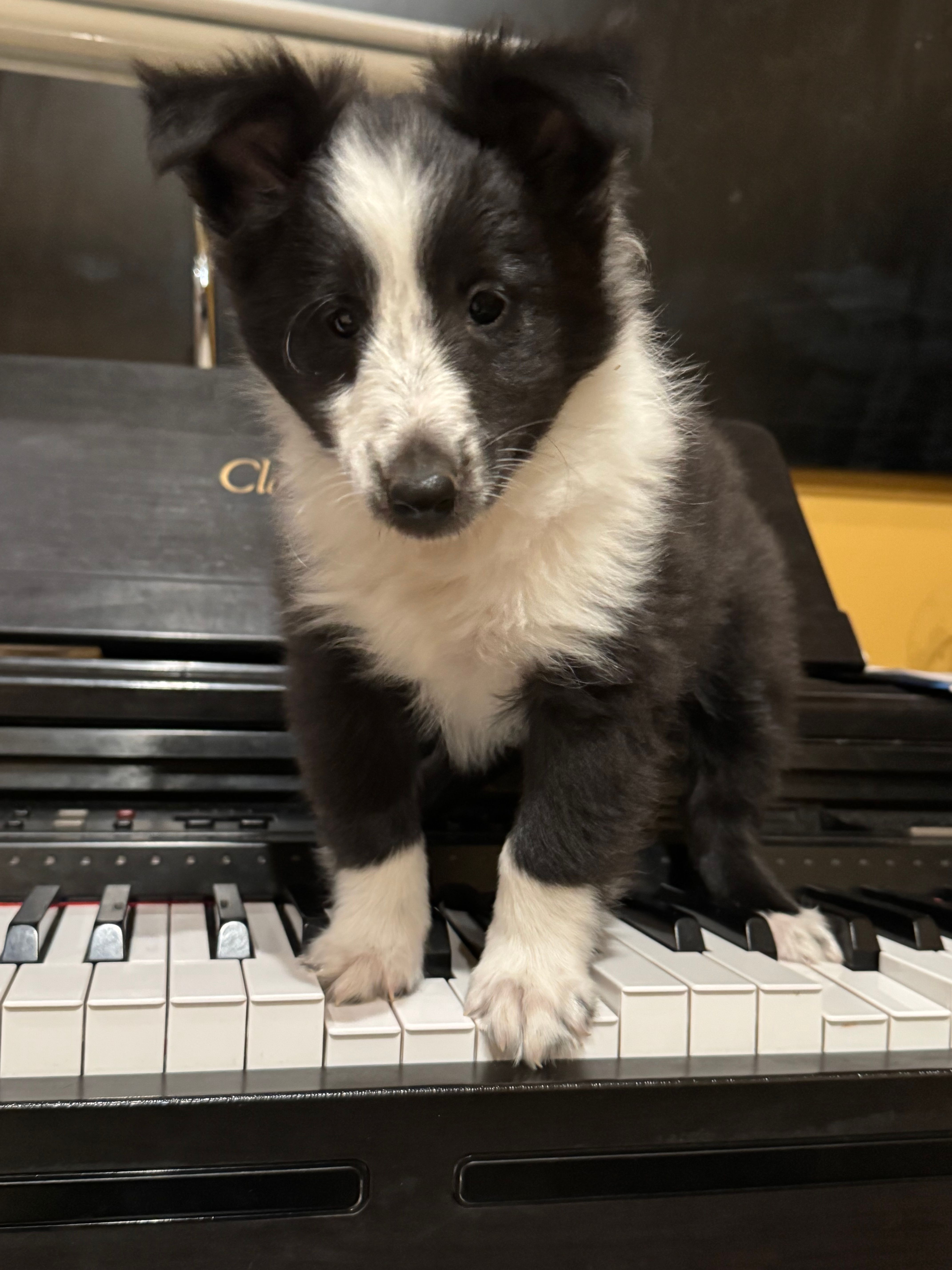 Edmund – Shetland Sheepdog puppy for sale in Kirksville, MO