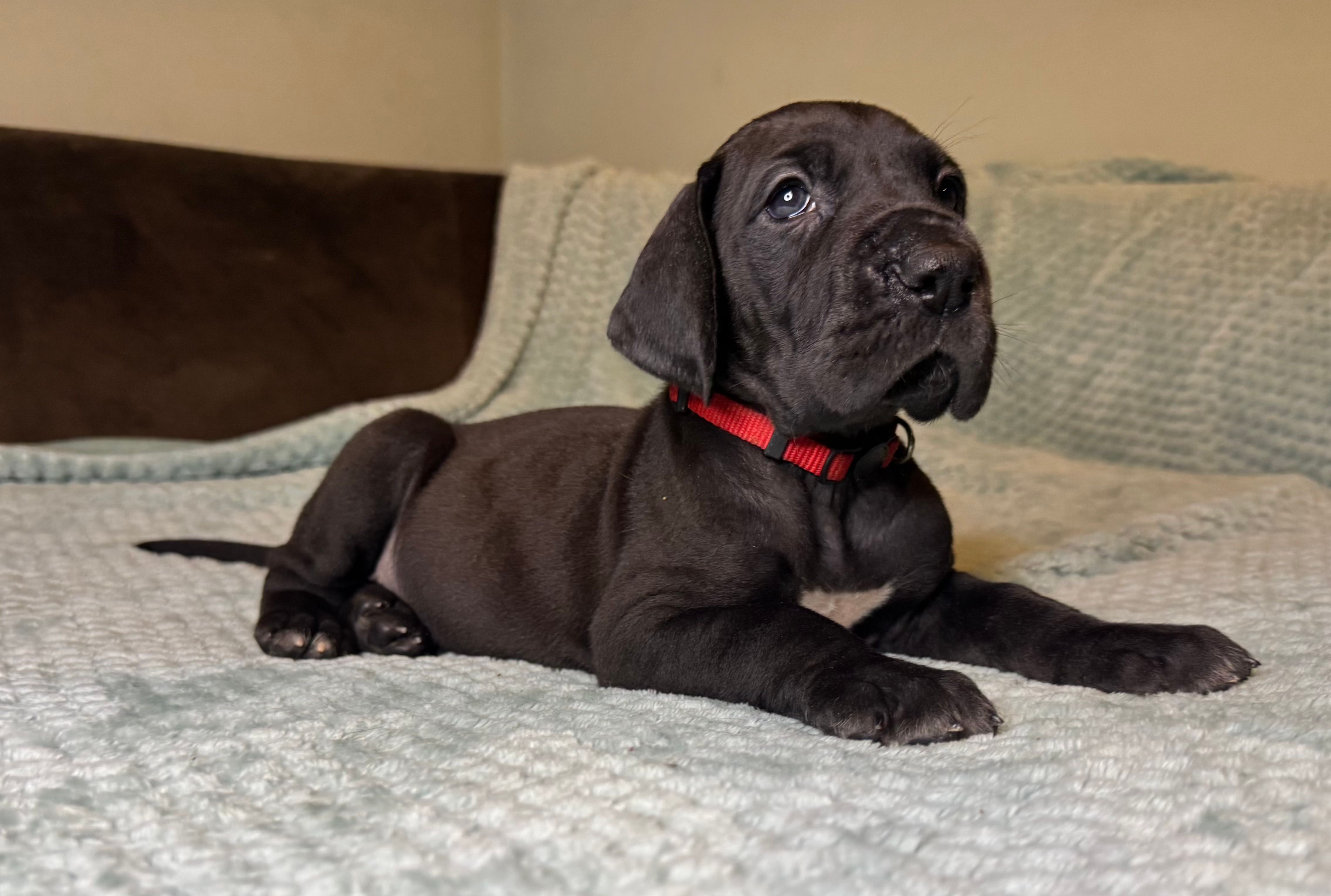 Mabel  – Great Dane puppy for sale in Waseca, MN
