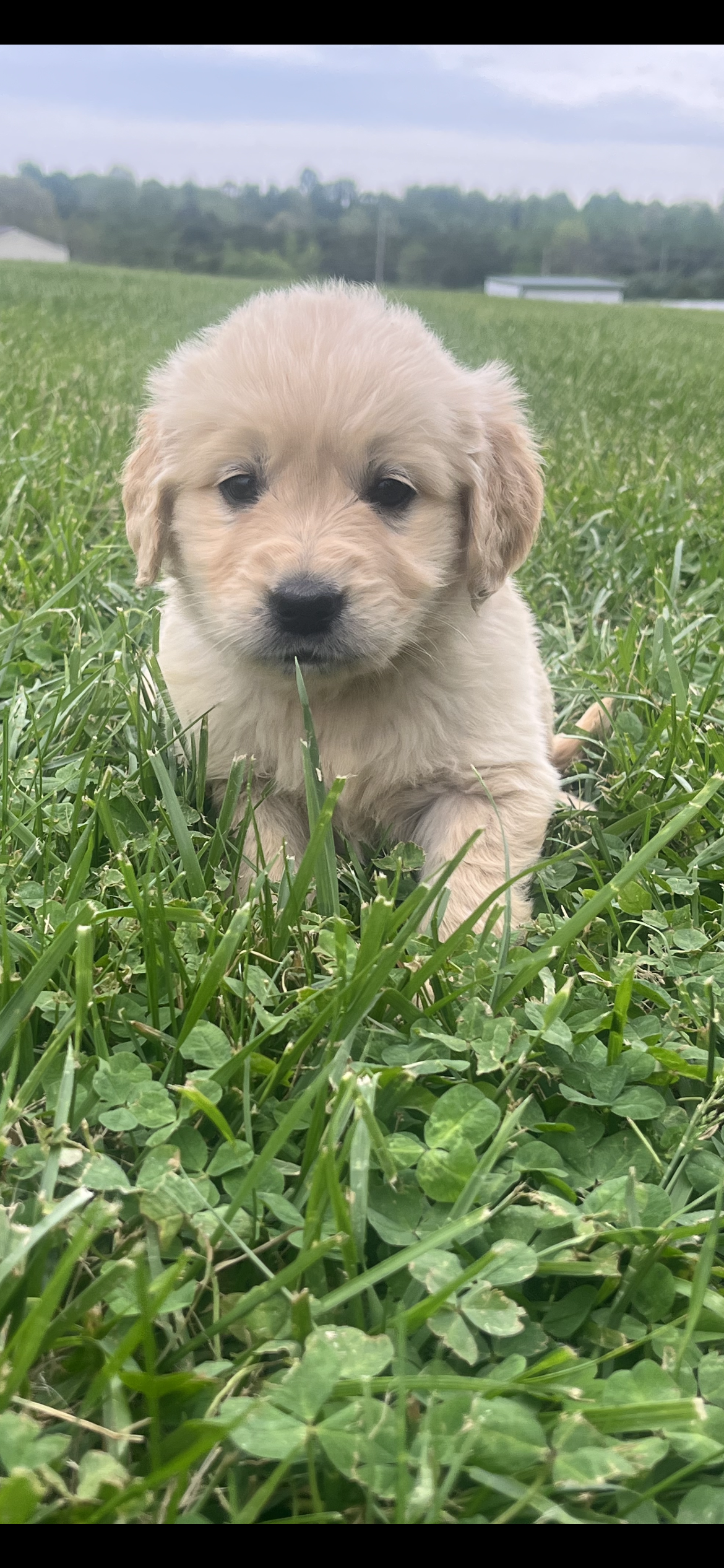 Female 2 – Golden Retriever puppy for sale in Peebles, OH
