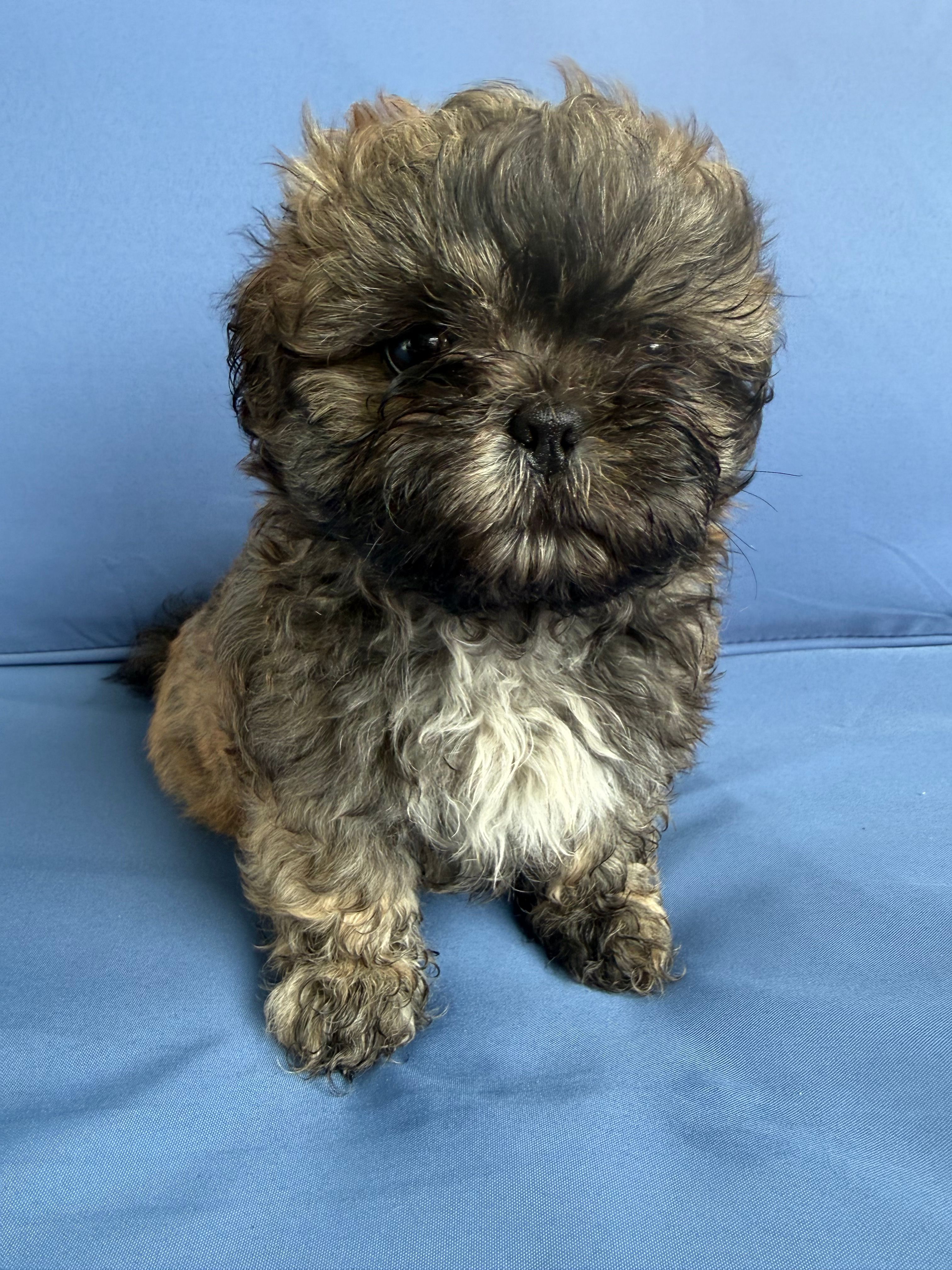 Puppy 4 – Shih Tzu puppy for sale in Candler, NC