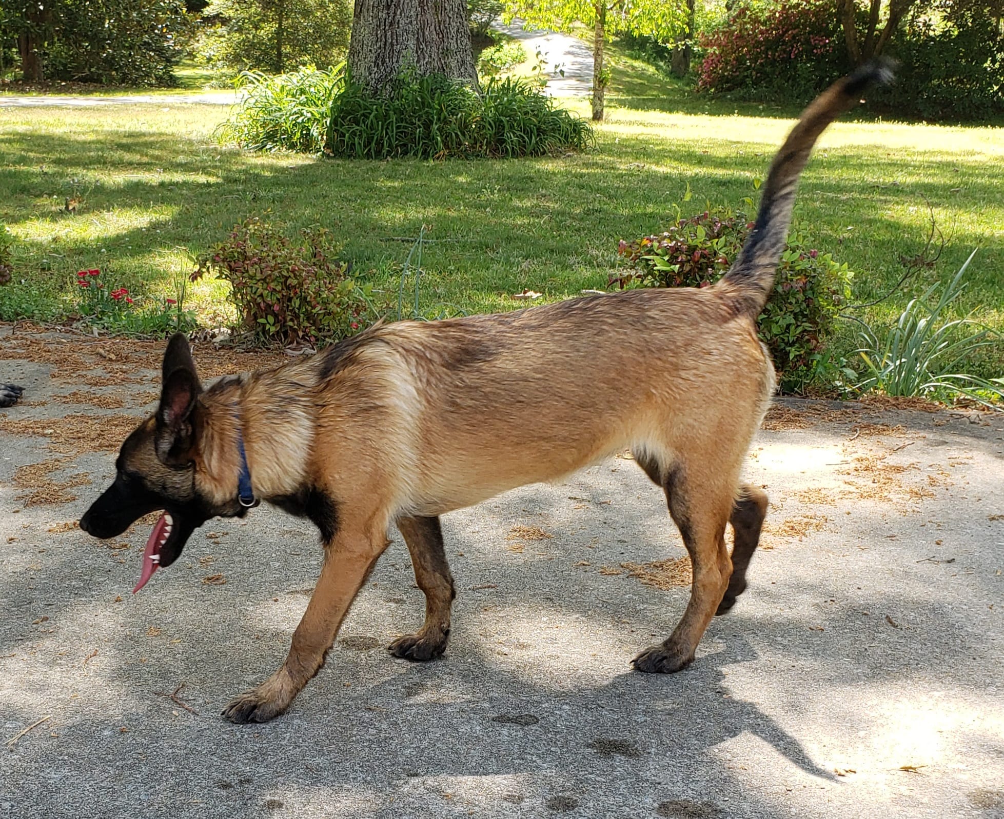 Dutchess of Blue – Belgian Malinois, Dutch Shepherd puppy for sale in Easley, SC