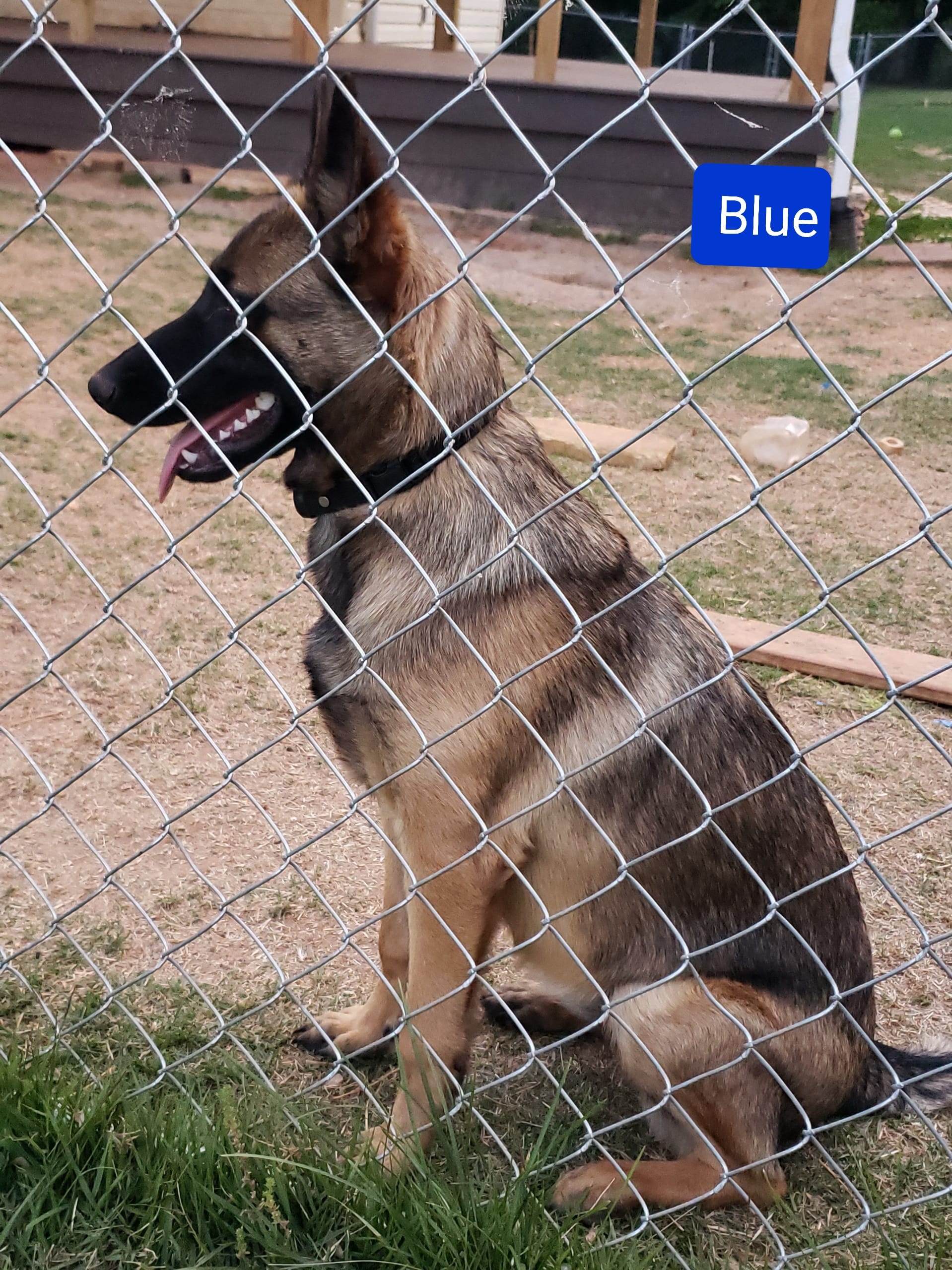 Dutchess of Blue – Belgian Malinois, Dutch Shepherd puppy for sale in Greenville, SC