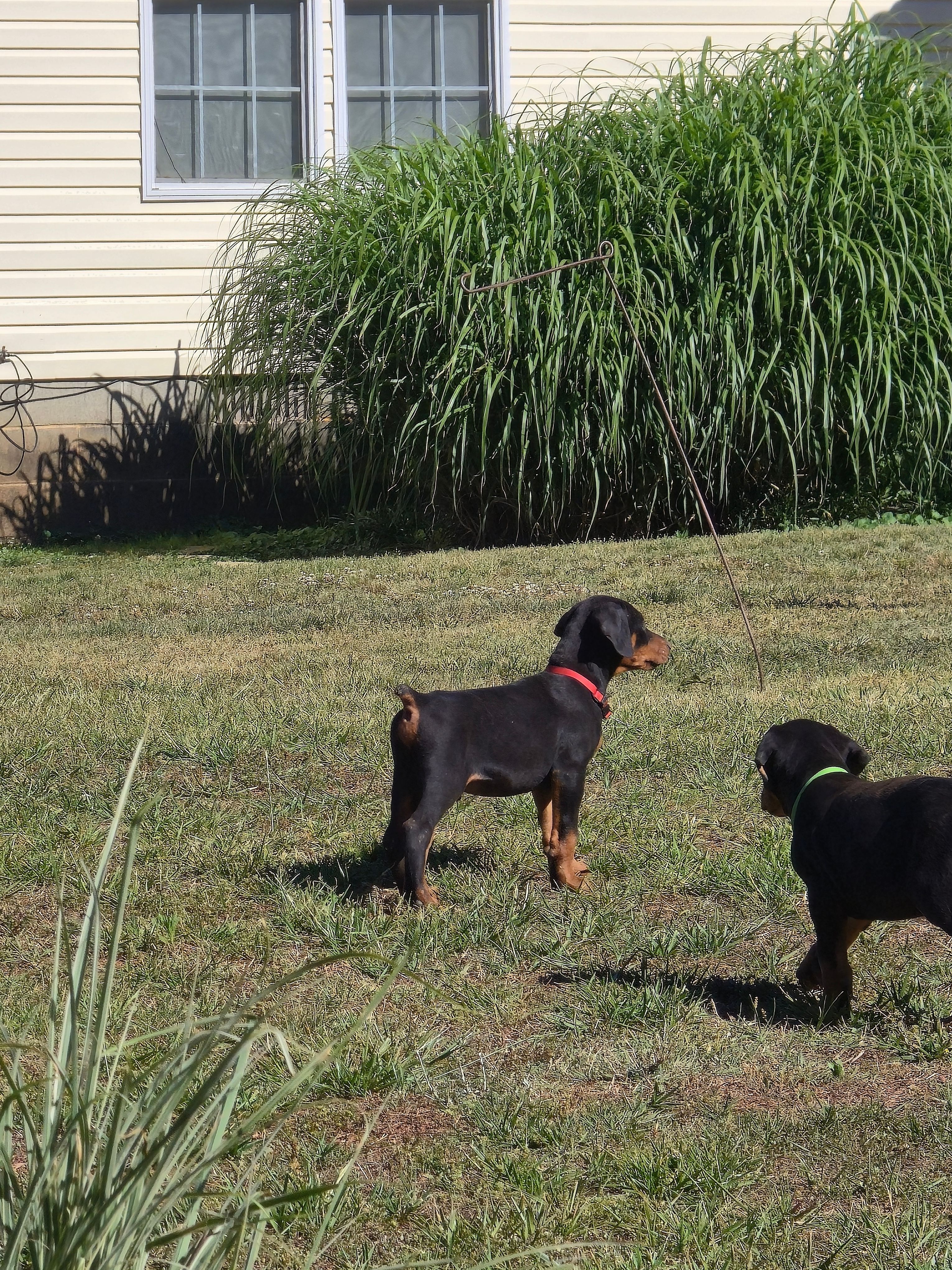 A&C1 Red – Doberman Pinscher puppy for sale in Kenbridge, VA