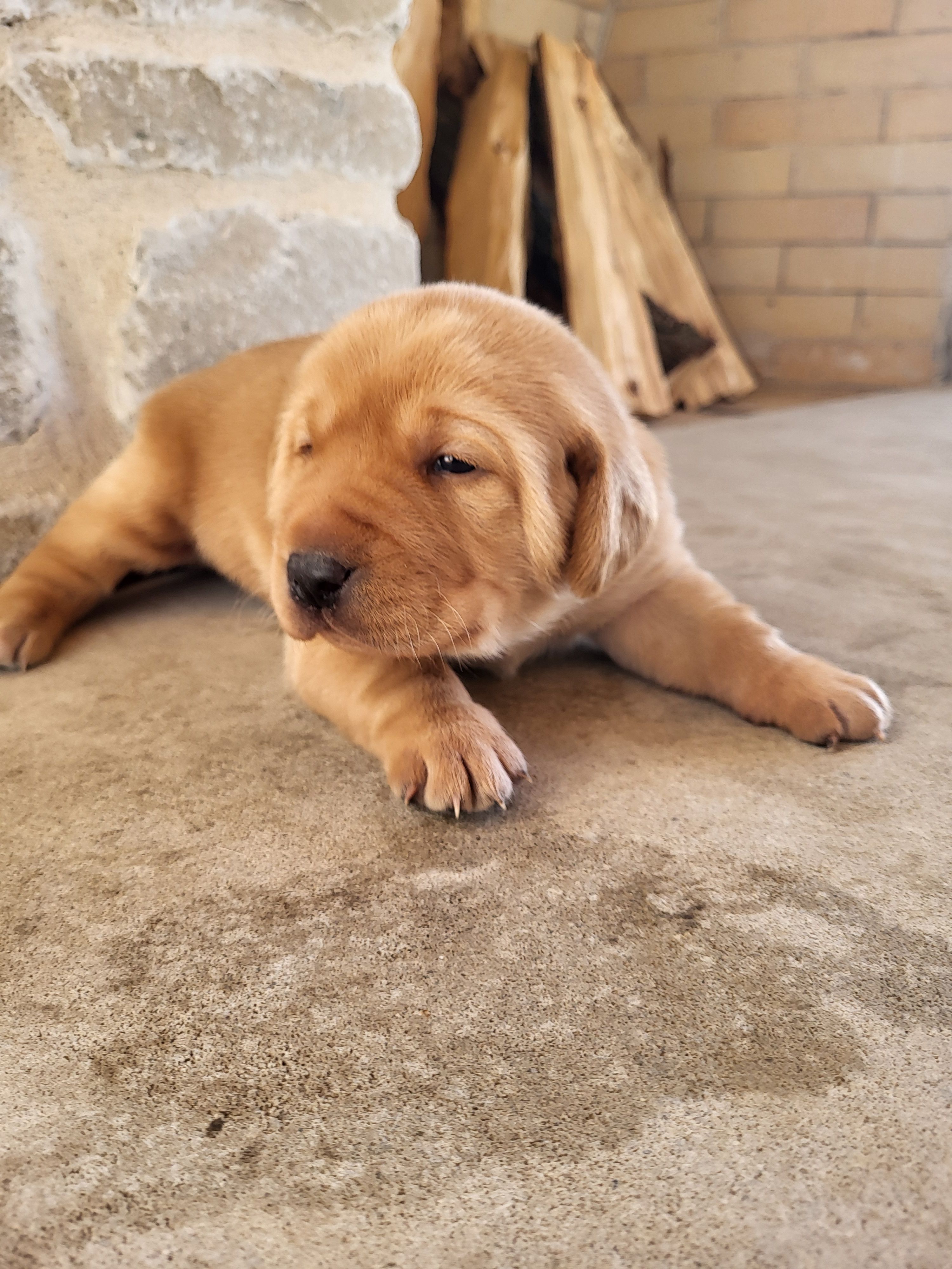 Alan – Labrador Retriever puppy for sale in Eureka, IL