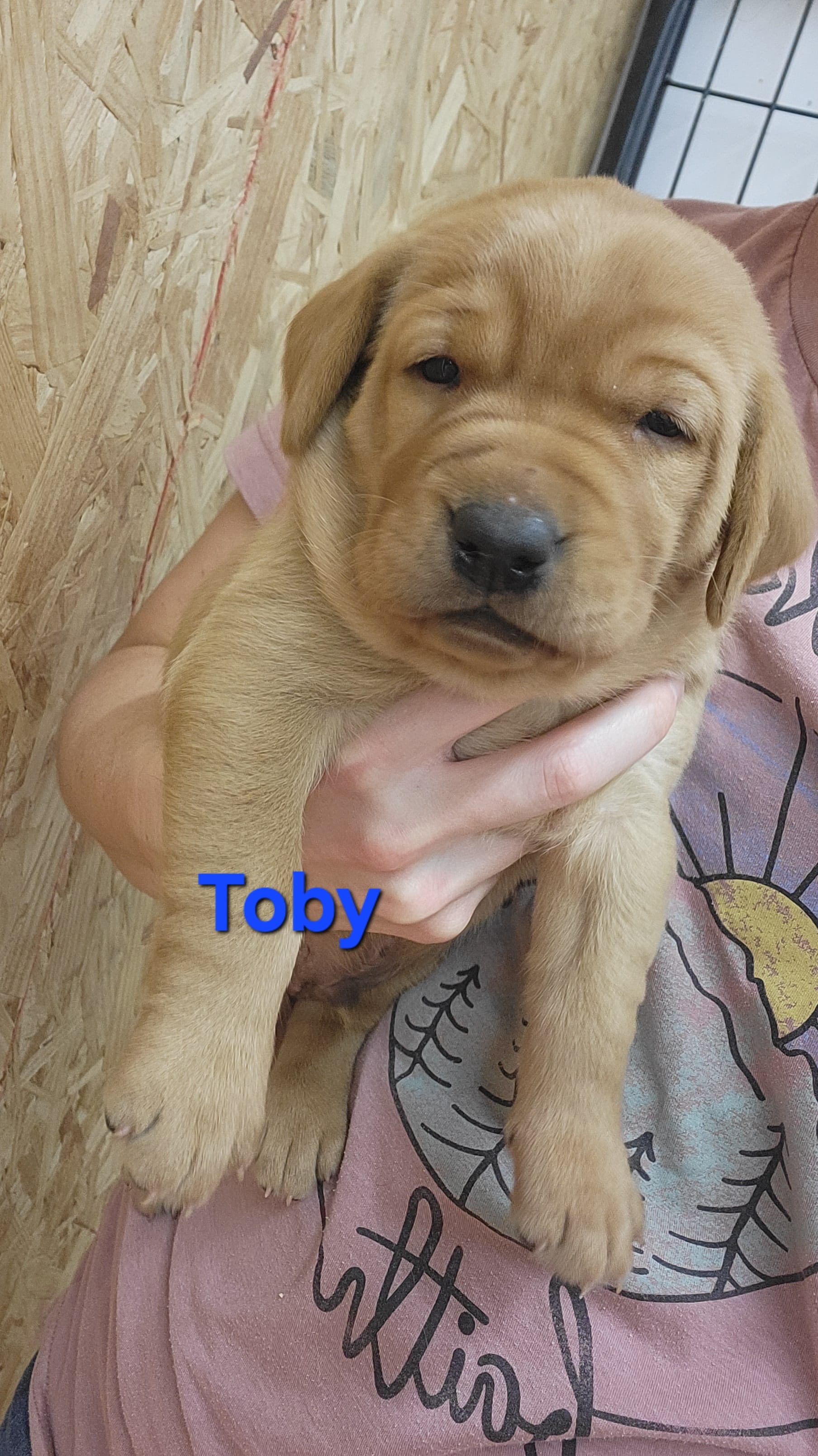 Toby – Labrador Retriever puppy for sale in Eureka, IL