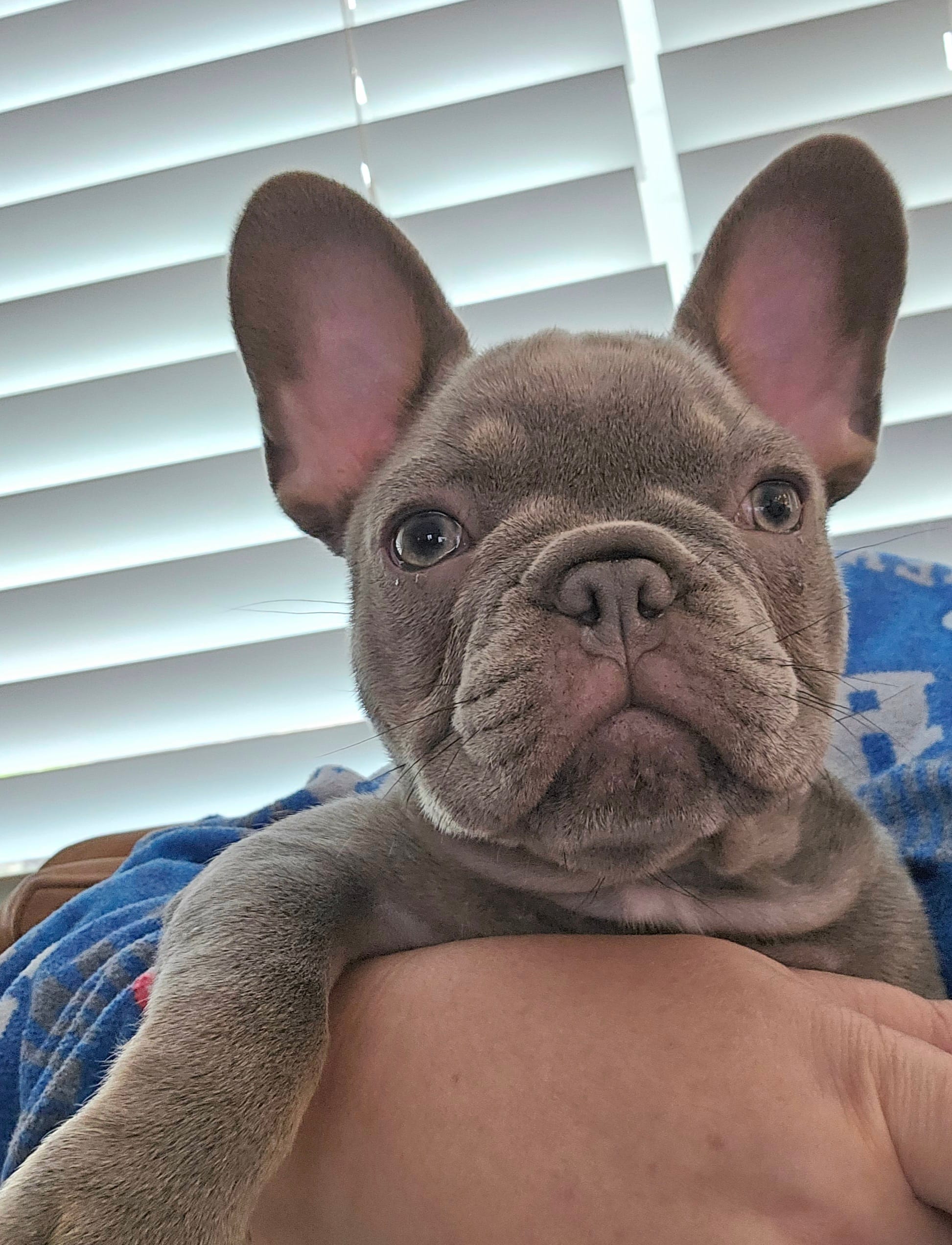 Delilah-AKC French Bulldog Puppy champion lines Lilac with Tan points – French Bulldog puppy for sale in Corona, CA
