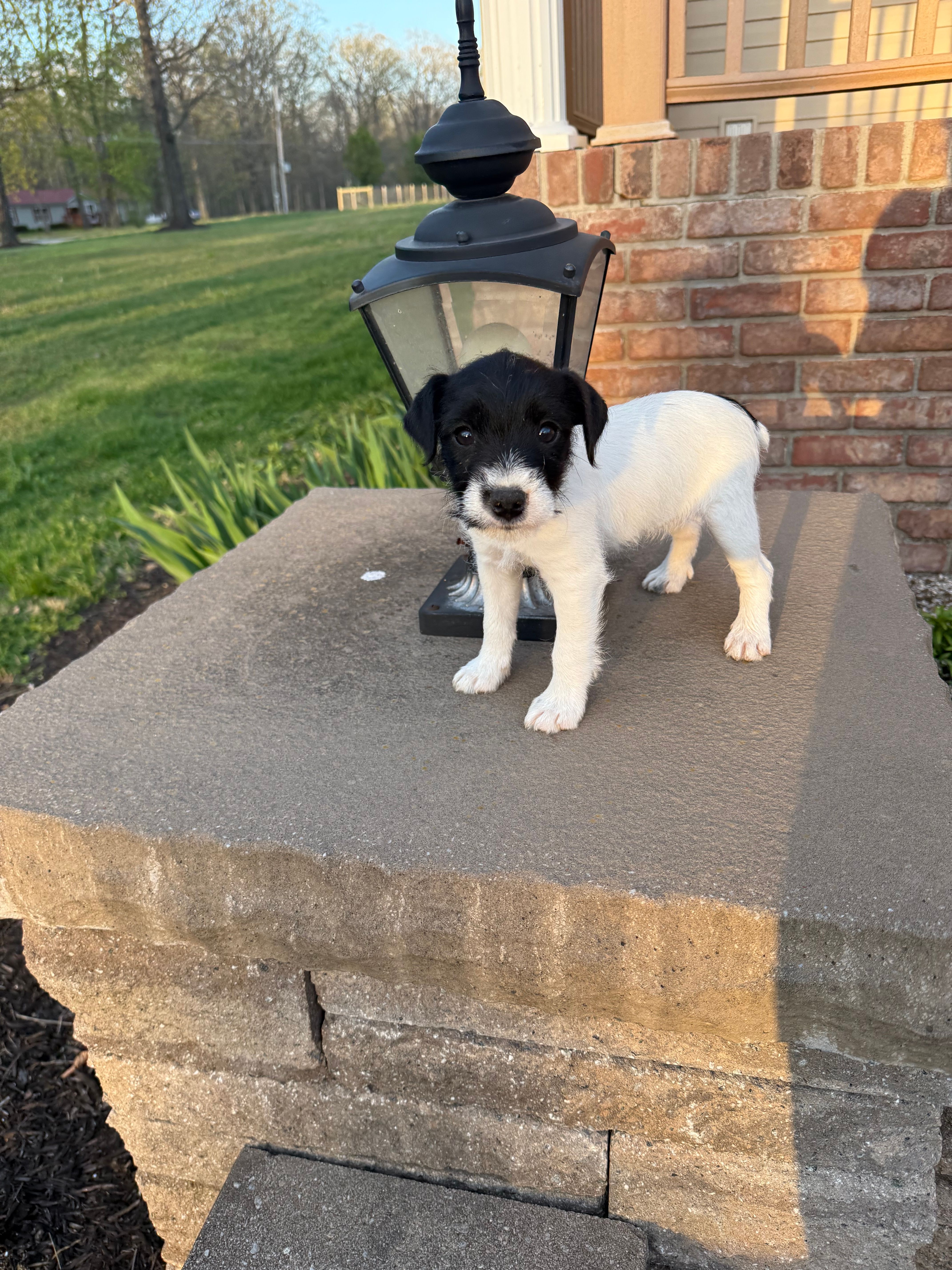Jrtca Daisy  – Jack Russell Terrier puppy for sale in Benton, IL