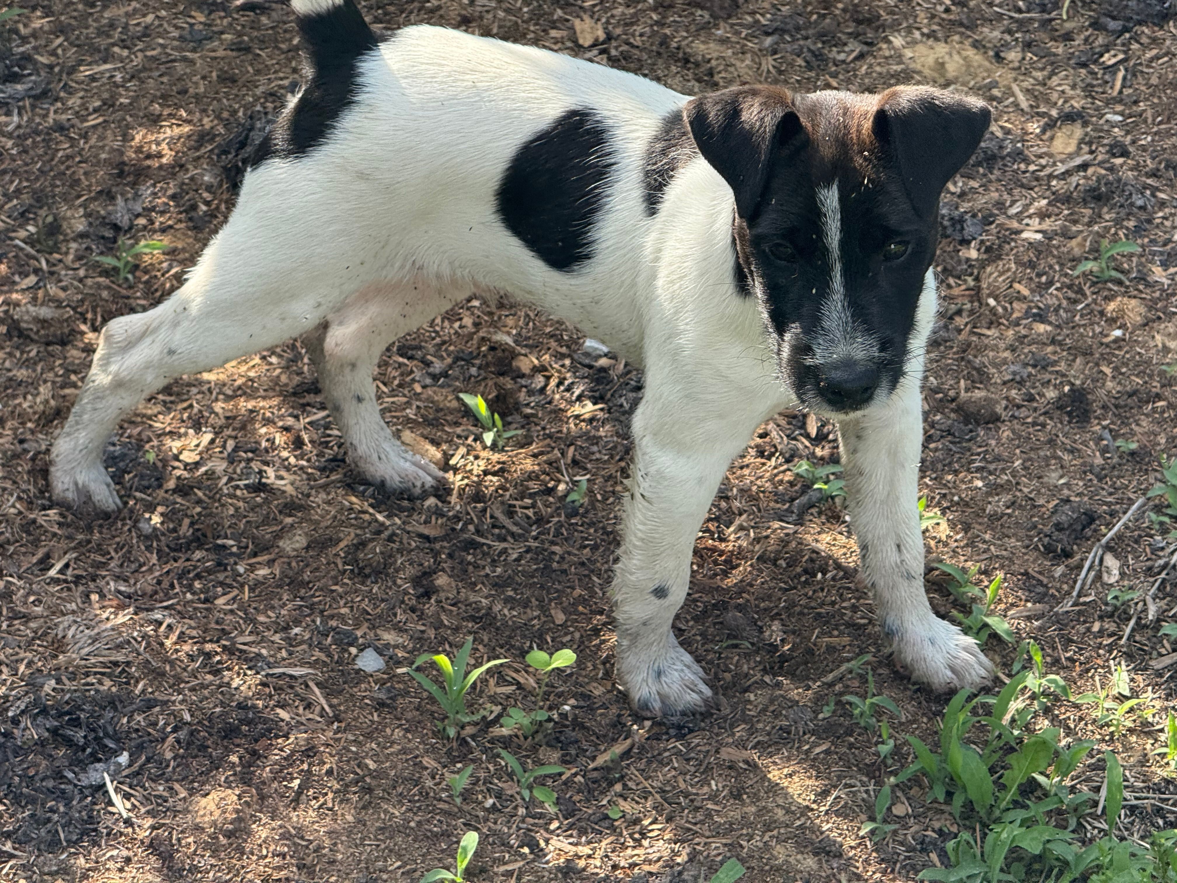 Jrtca Rocky – Jack Russell Terrier puppy for sale in Benton, IL